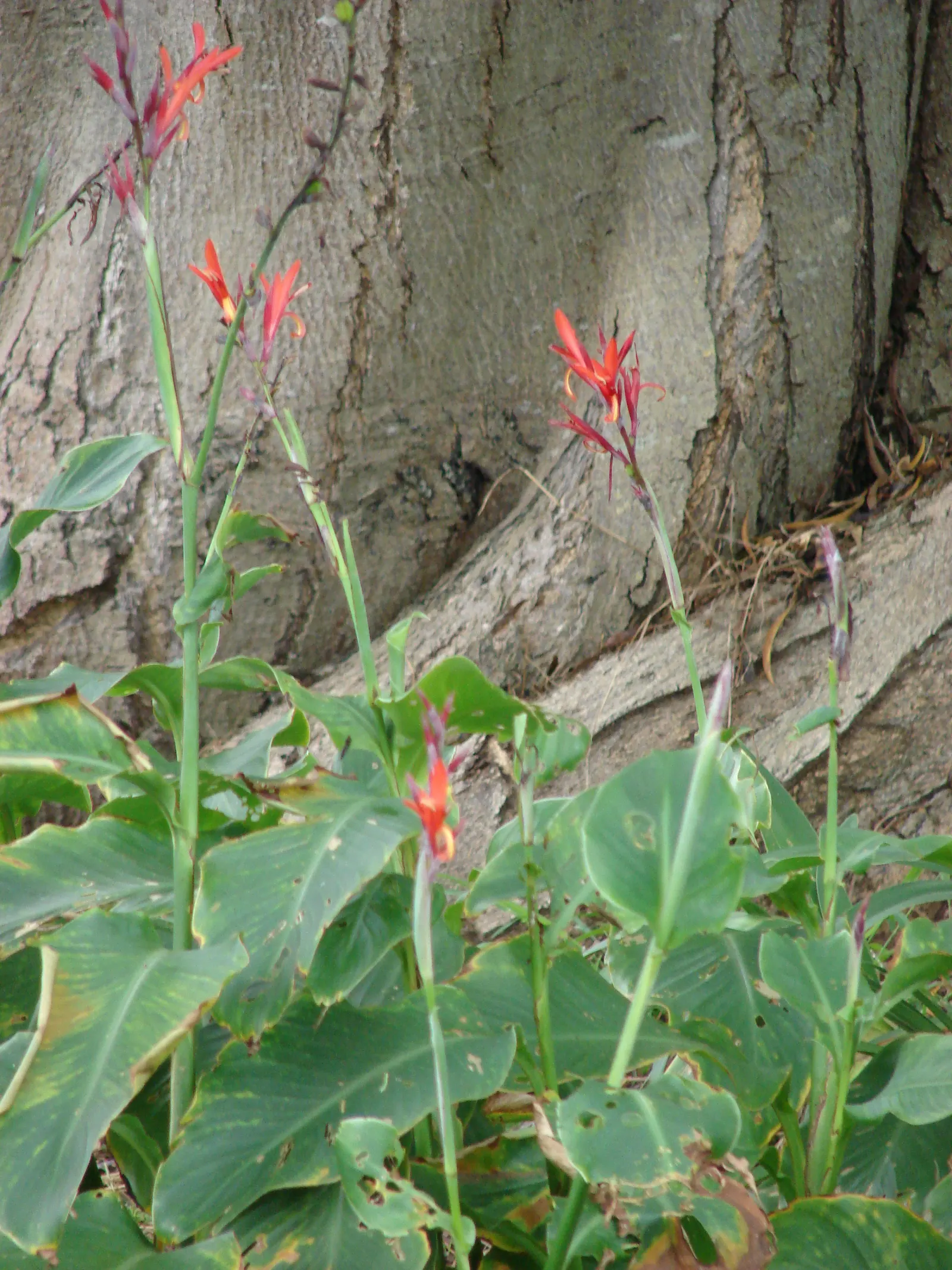 Canna (Canna X Generalis) — benefiting pollinators like hummingbirds and butterflies; they create a dense clump, image 95