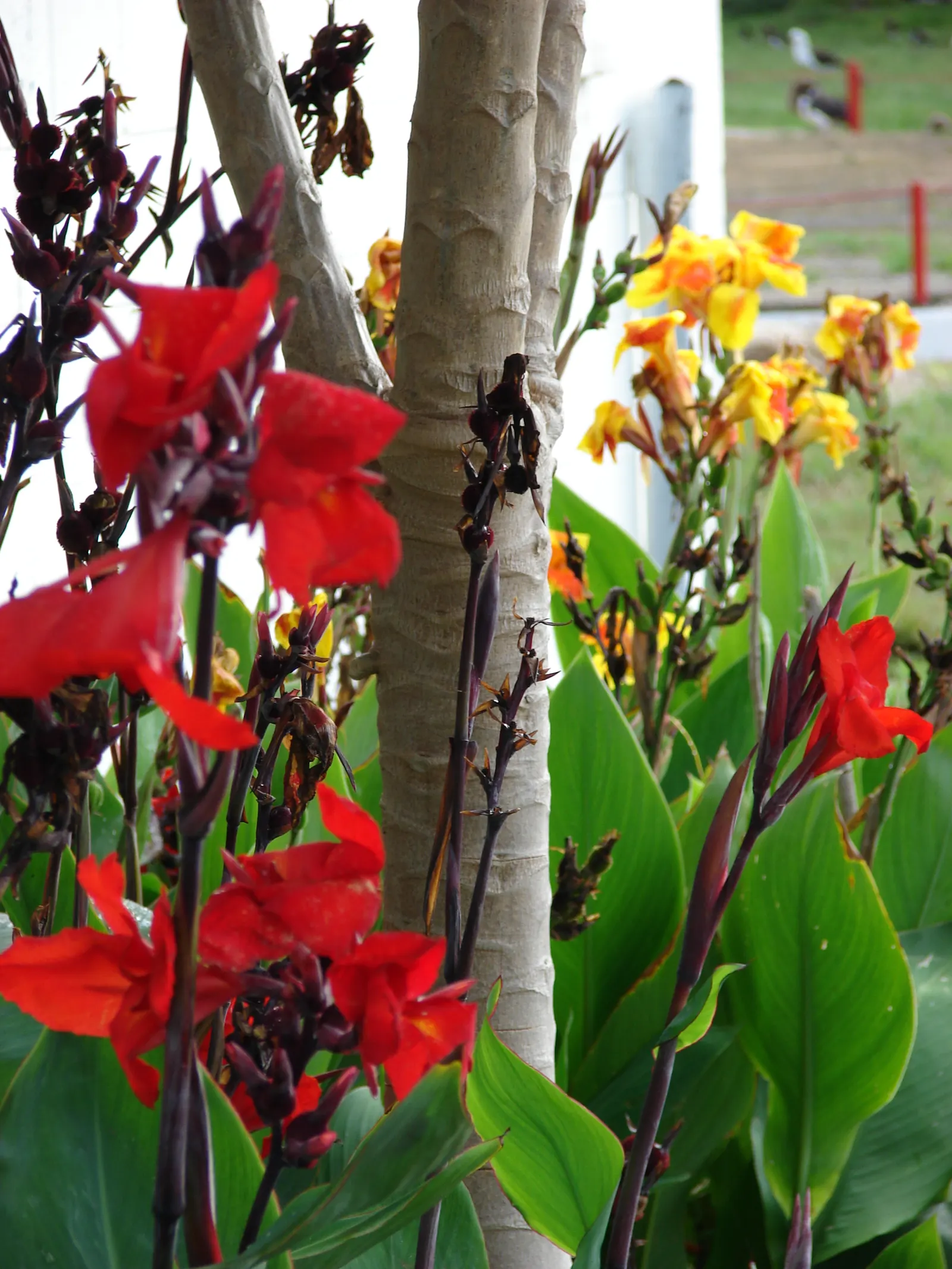 Canna (Canna X Generalis) — perennial with red blooms; each flower intricately spotted or speckled