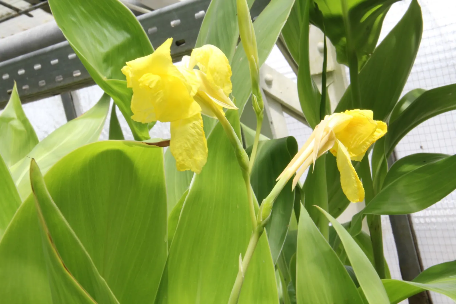 Canna (Canna X Generalis) — Cannas offer year-round interest due to their perennial nature; with a spread of 1.5 to 3 feet.<br><br>Flowering from, image 73