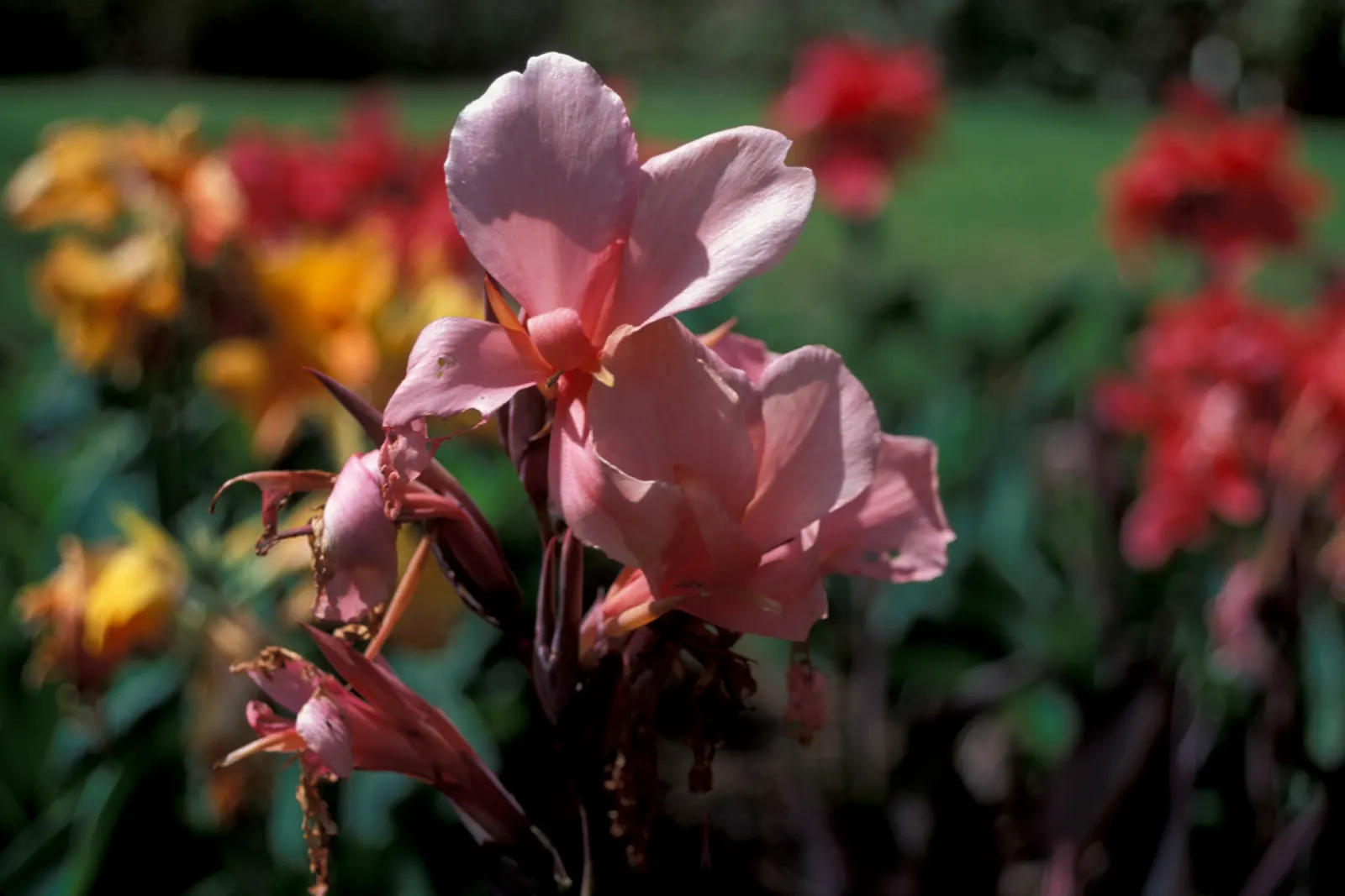 Canna (Canna X Generalis) — They create a dense clump; often multicolored flowers atop stems ranging 1.5-8 feet high, image 64