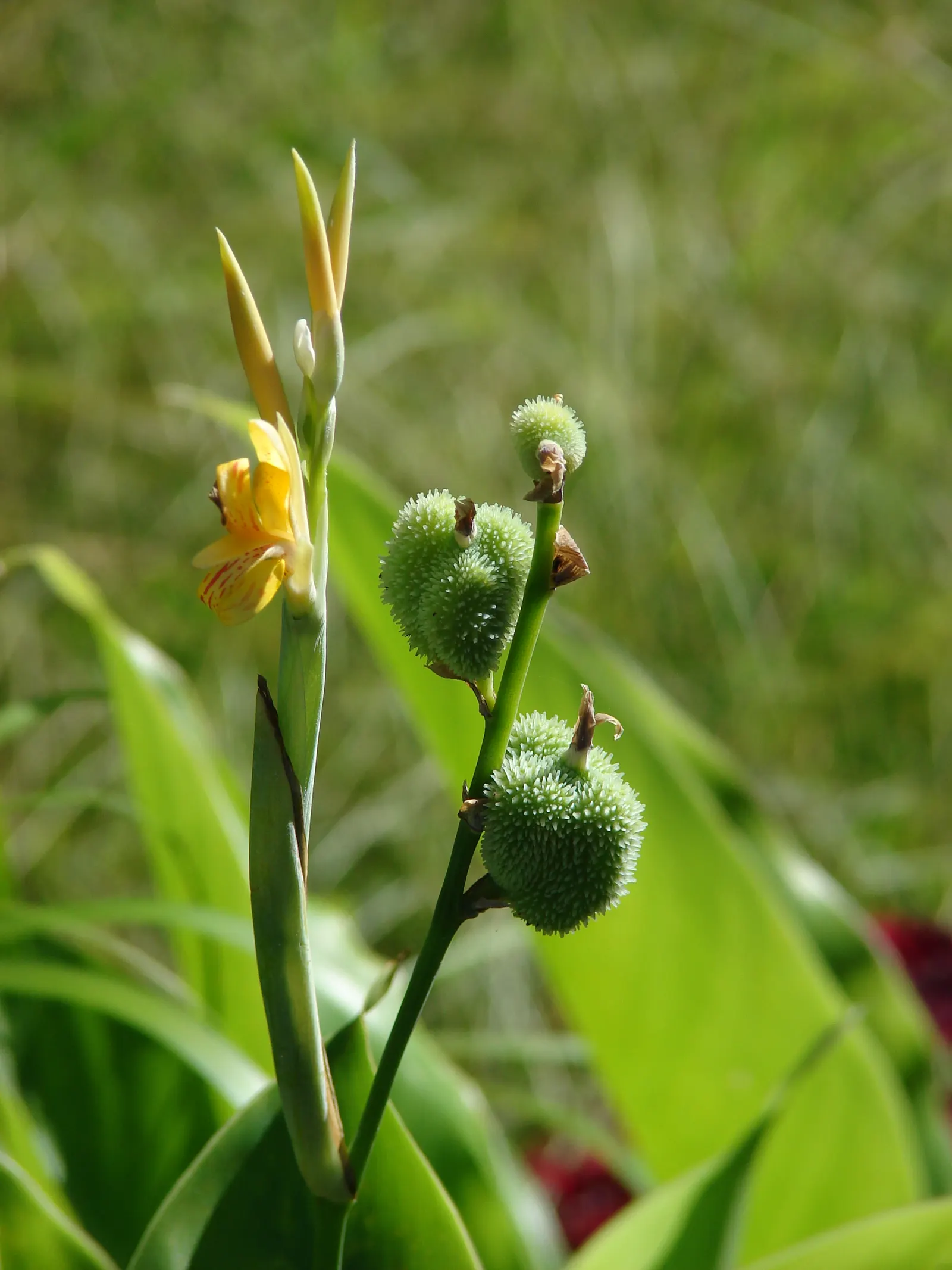 Canna (Canna X Generalis) — Their rhizomatous root system enables easy propagation; cannas offer year-round interest due to their perennial nature