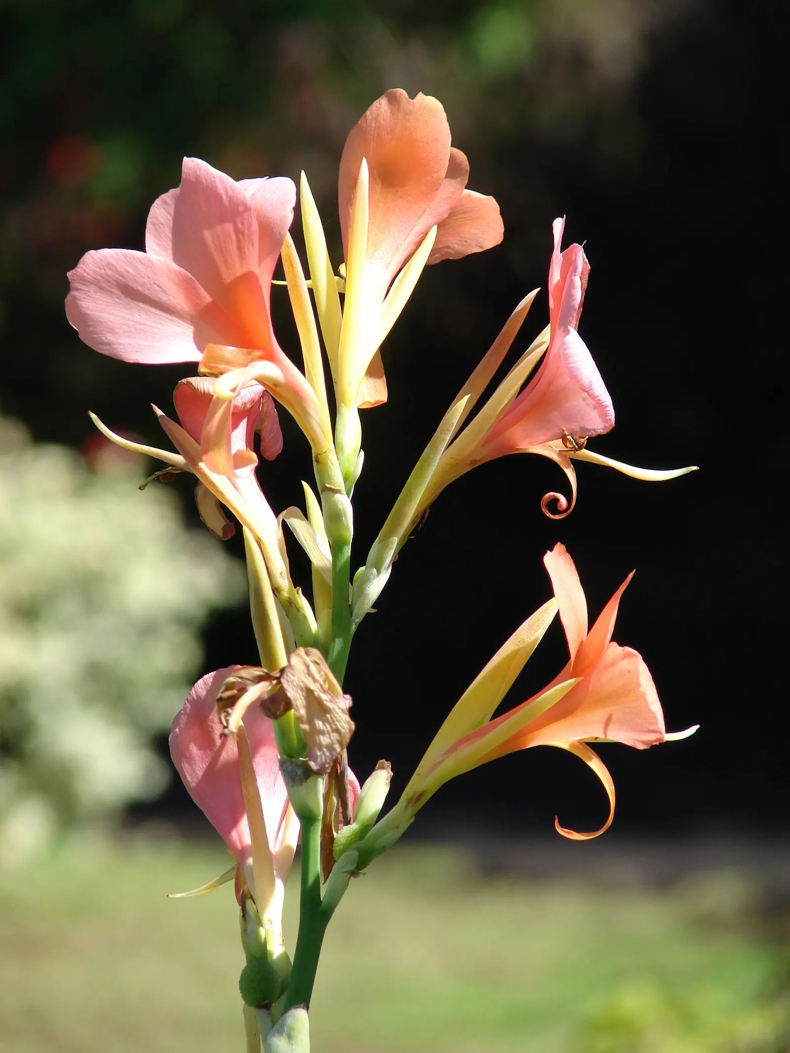 Canna (Canna X Generalis) — benefiting pollinators like hummingbirds and butterflies; they create a dense clump