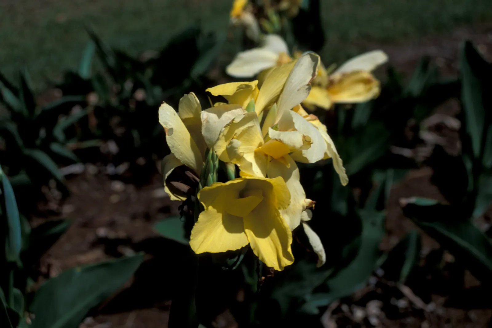 Canna (Canna X Generalis) — is a striking ornamental plant that brings a splash of tropical flair to any landscape design; particularly during dry, image 59