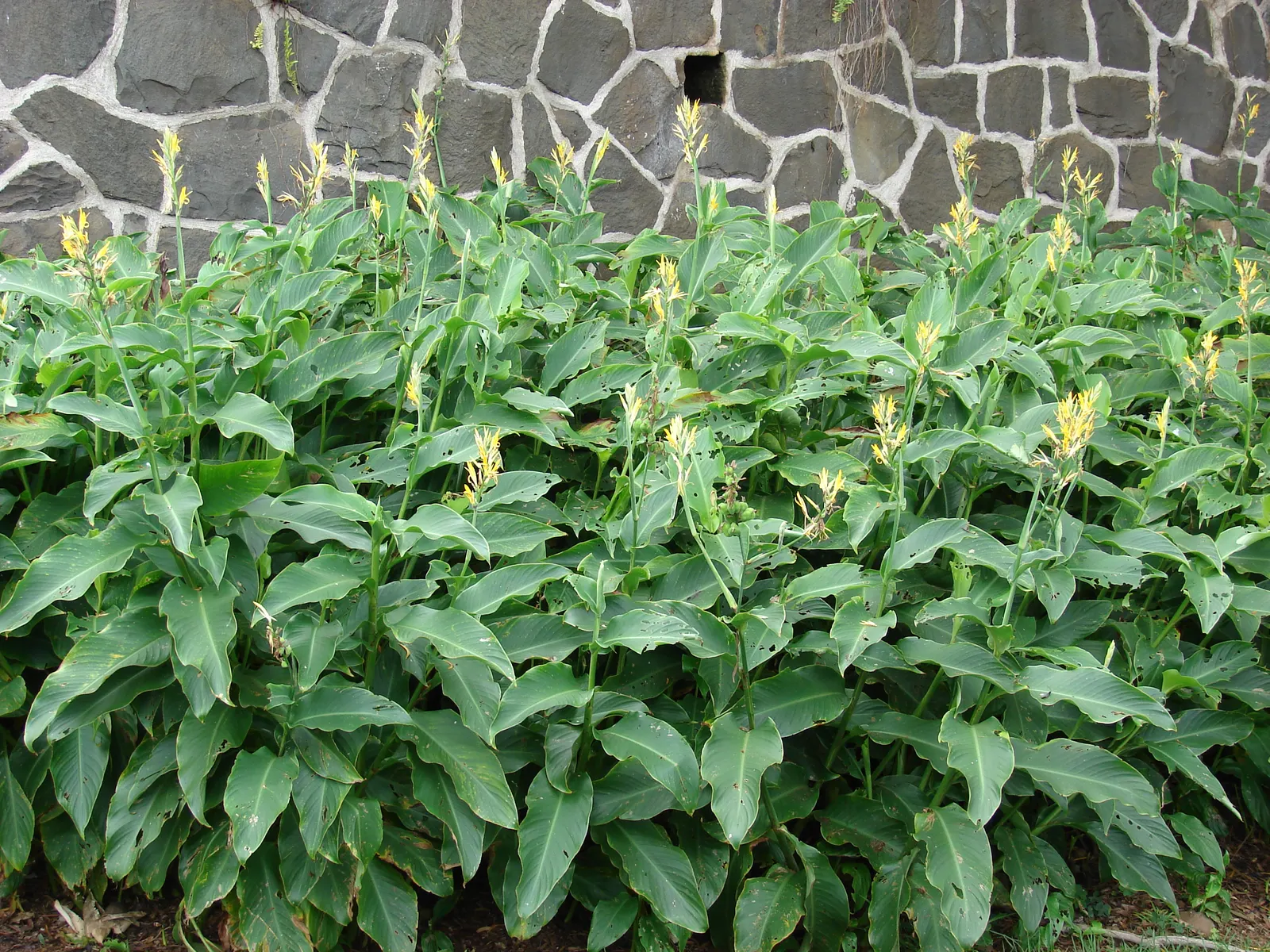 Canna (Canna X Generalis) — with a spread of 1.5 to 3 feet.<br><br>Flowering from mid-summer to the first frost; benefiting pollinators like, image 66