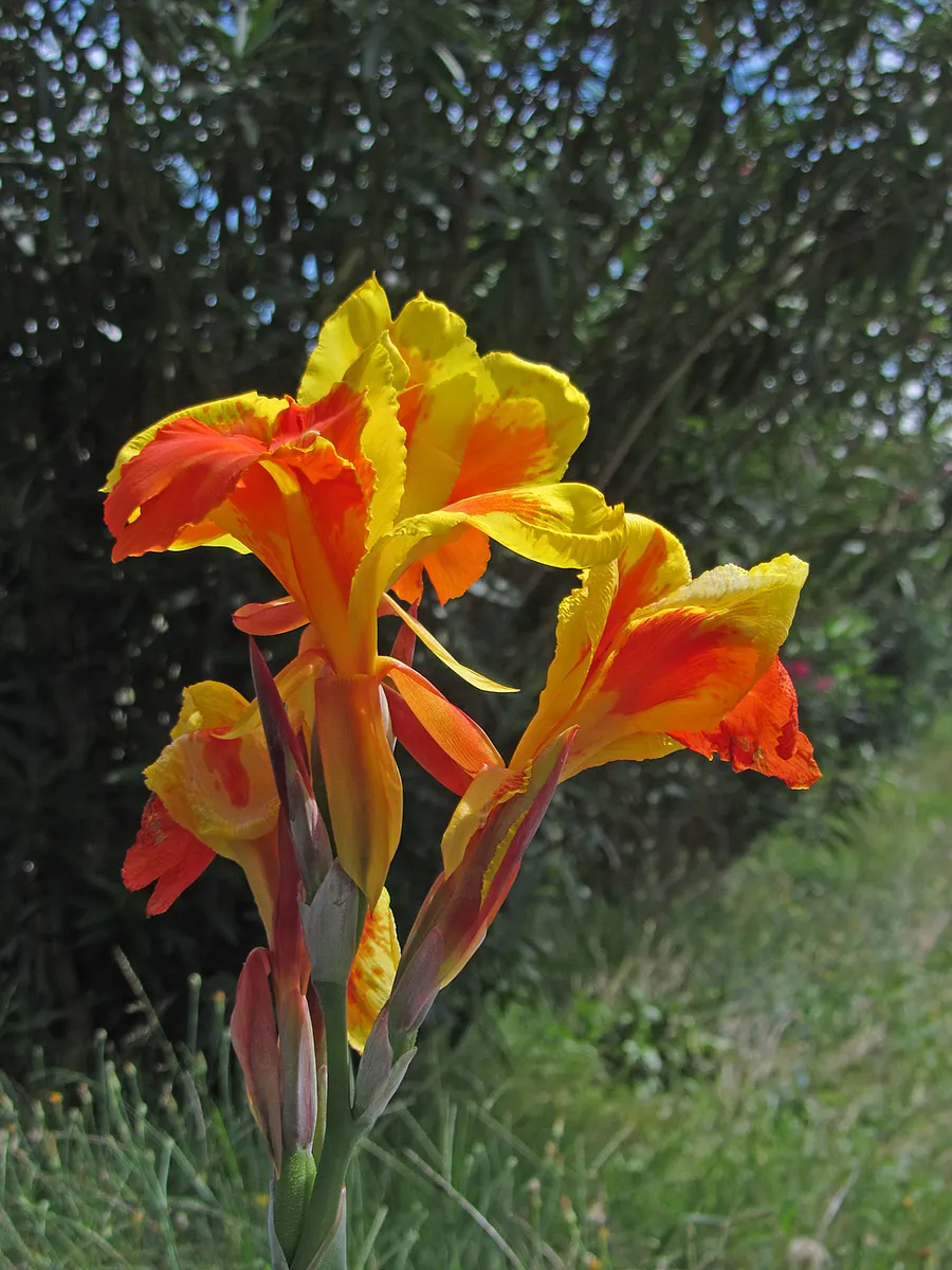 Canna (Canna X Generalis) — tropical foliage and bold; which make them a visual centerpiece in garden beds, image 80