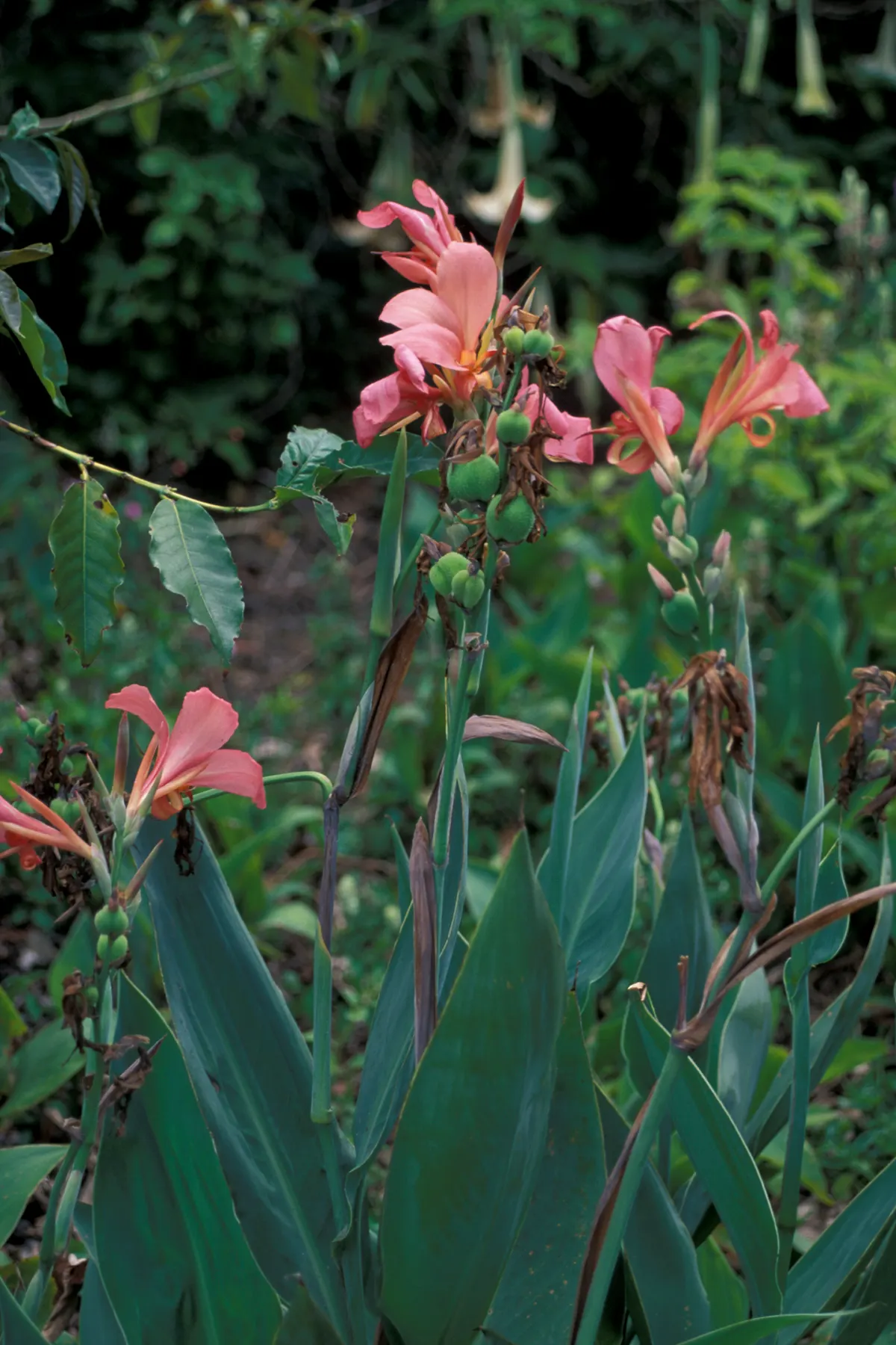 Canna (Canna X Generalis) — which make them a visual centerpiece in garden beds; their rhizomatous root system enables easy propagation
