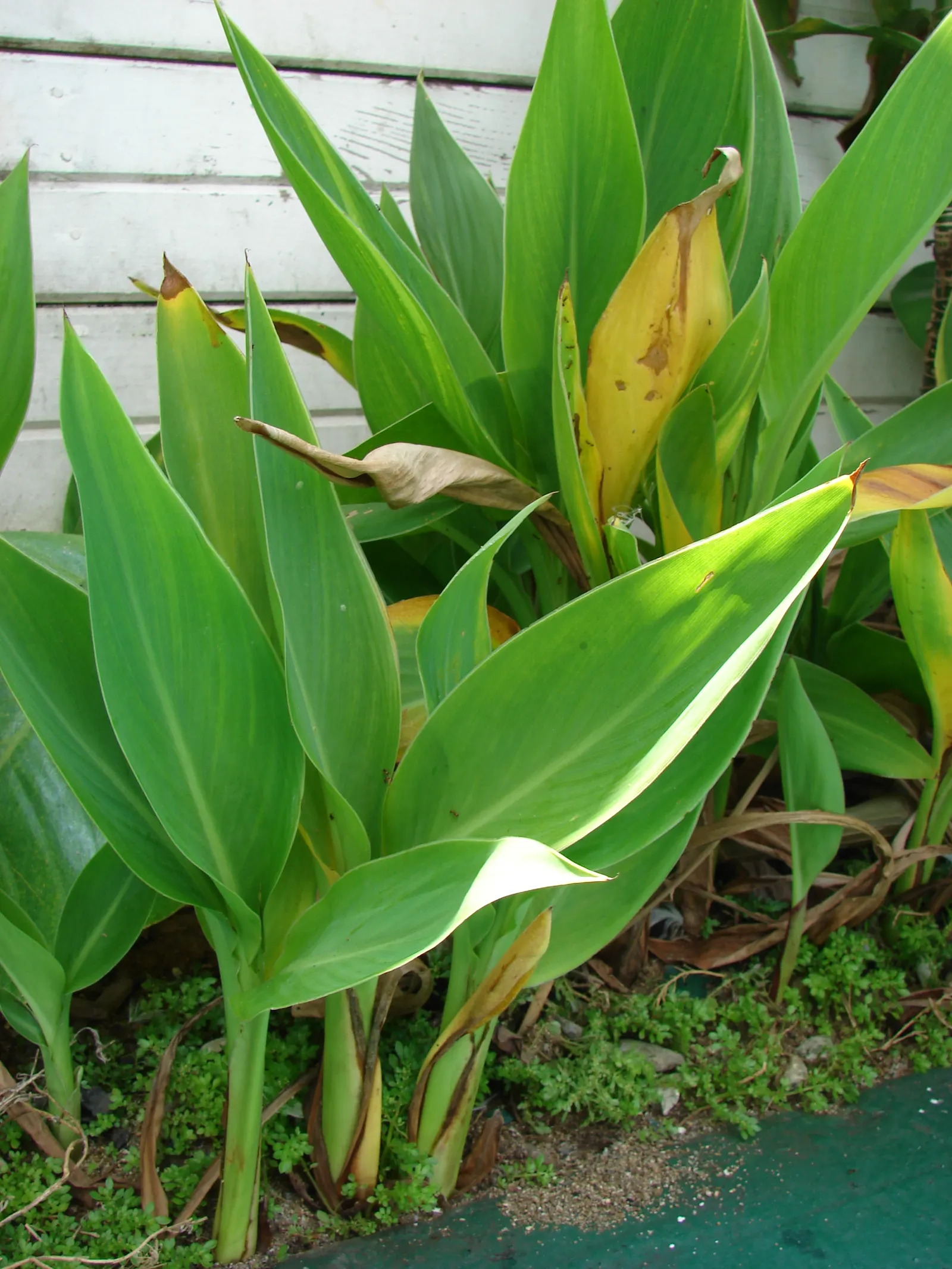 Canna (Canna X Generalis) — often boasting hues of green to bronze and even variegated stripes; the Canna produces blossoms in a palette of red, image 140