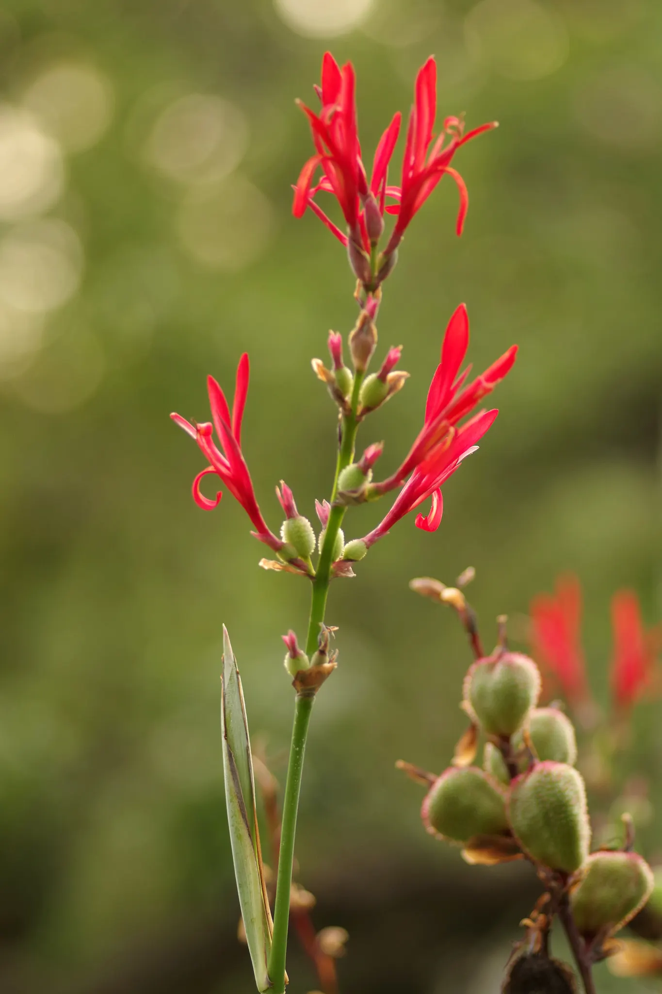 Canna (Canna X Generalis) — These robust perennials thrive in USDA hardiness zones 7 to 10, preferring full sun to partial shade