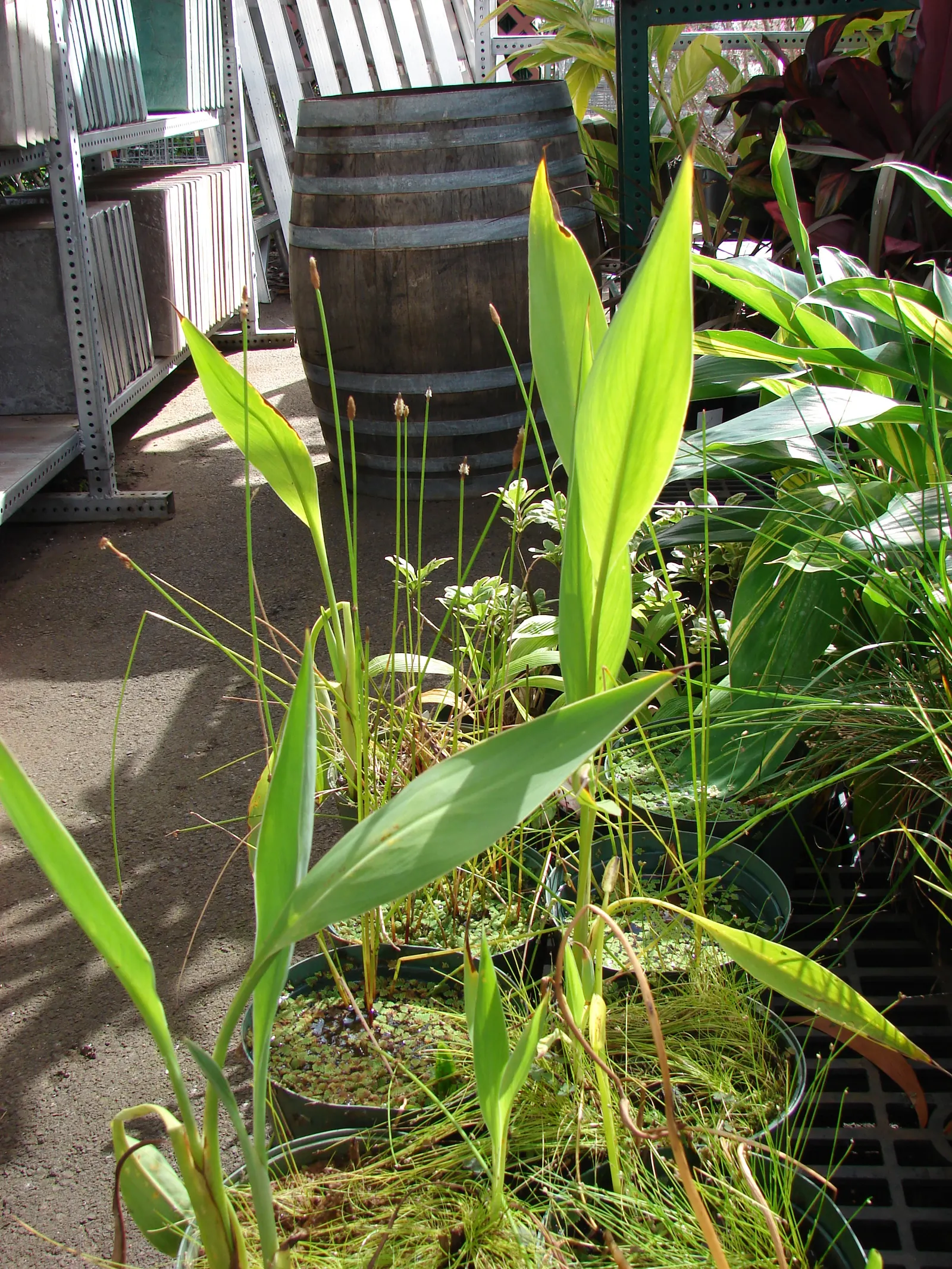 Canna (Canna X Generalis) — Their vibrant presence ideally suits borders; typically reaching heights of 1.5 to 6 feet, image 110