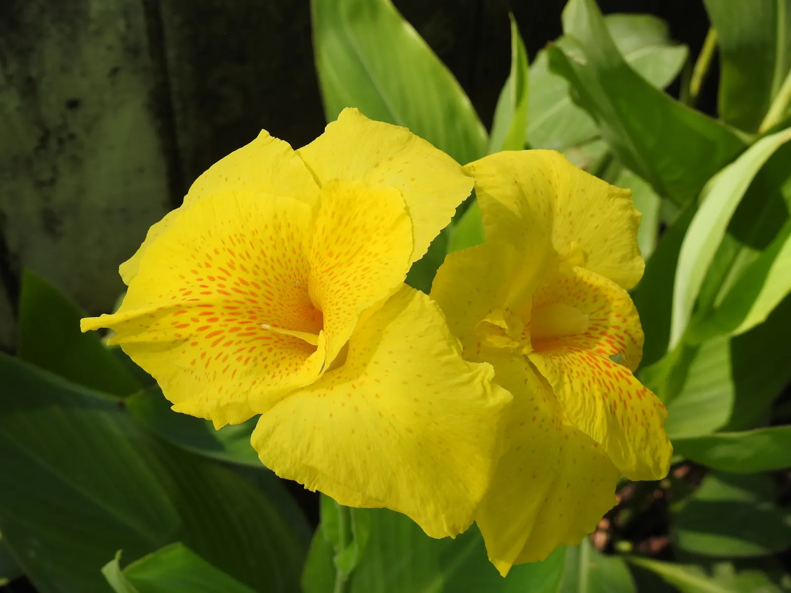 Canna (Canna X Generalis) — They require well-draining soil and benefit from regular watering; perennial for full or half, image 123