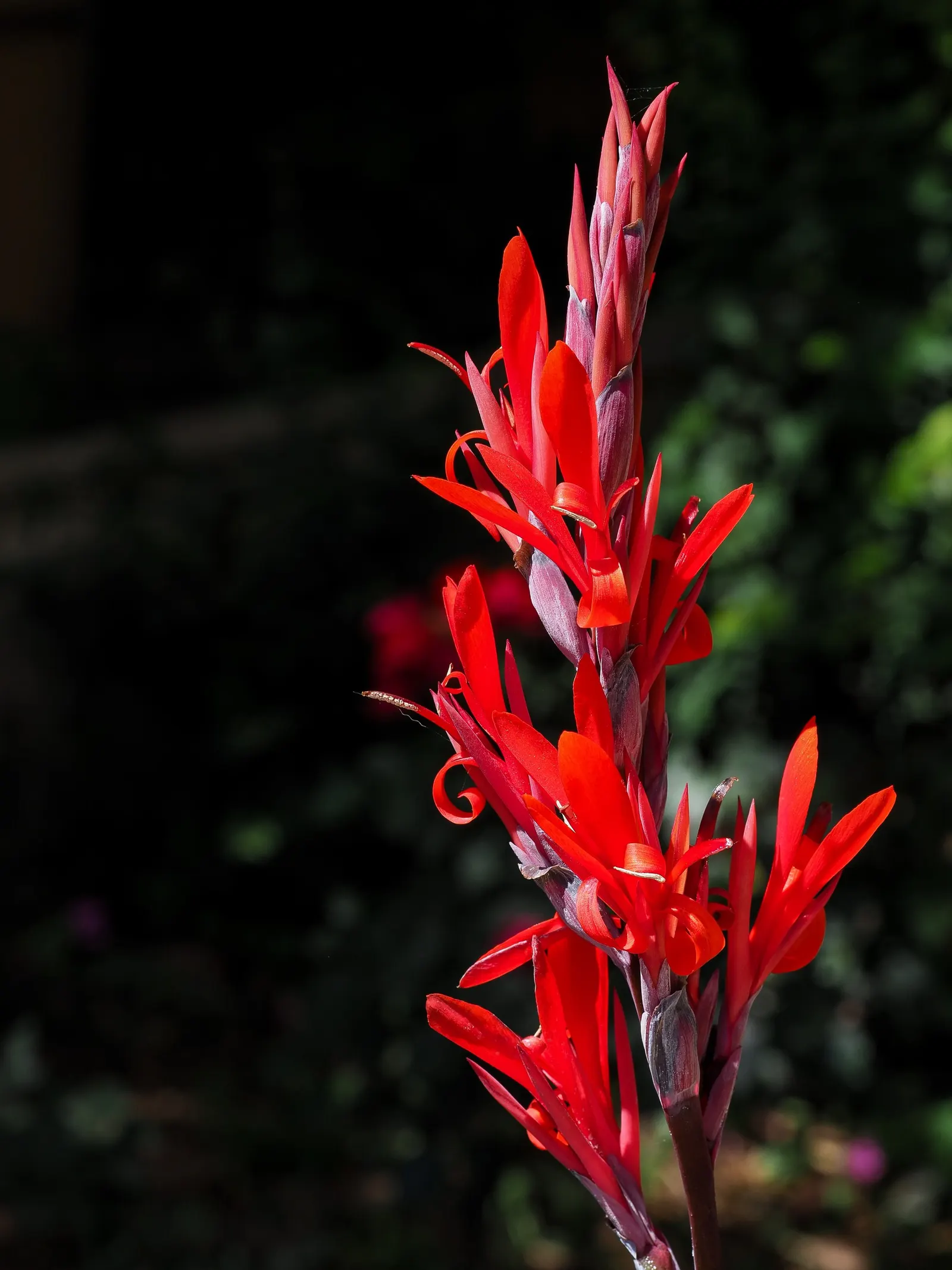 Canna (Canna X Generalis) — Cannas offer year-round interest due to their perennial nature; with a spread of 1.5 to 3 feet.<br><br>Flowering from mid-summer to