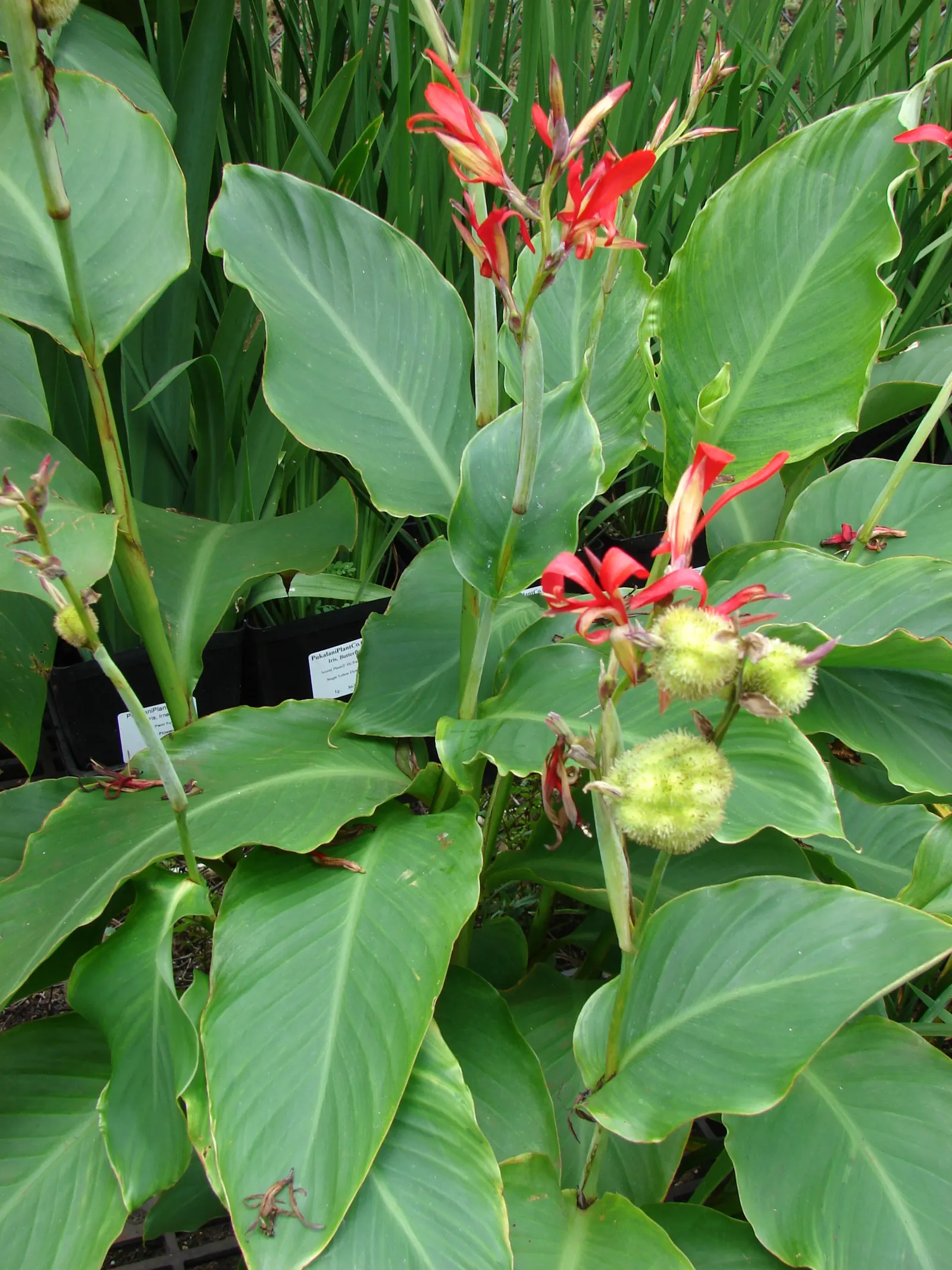 Canna (Canna X Generalis) — Their rhizomatous root system enables easy propagation; cannas offer year-round interest due to their perennial nature, image 100