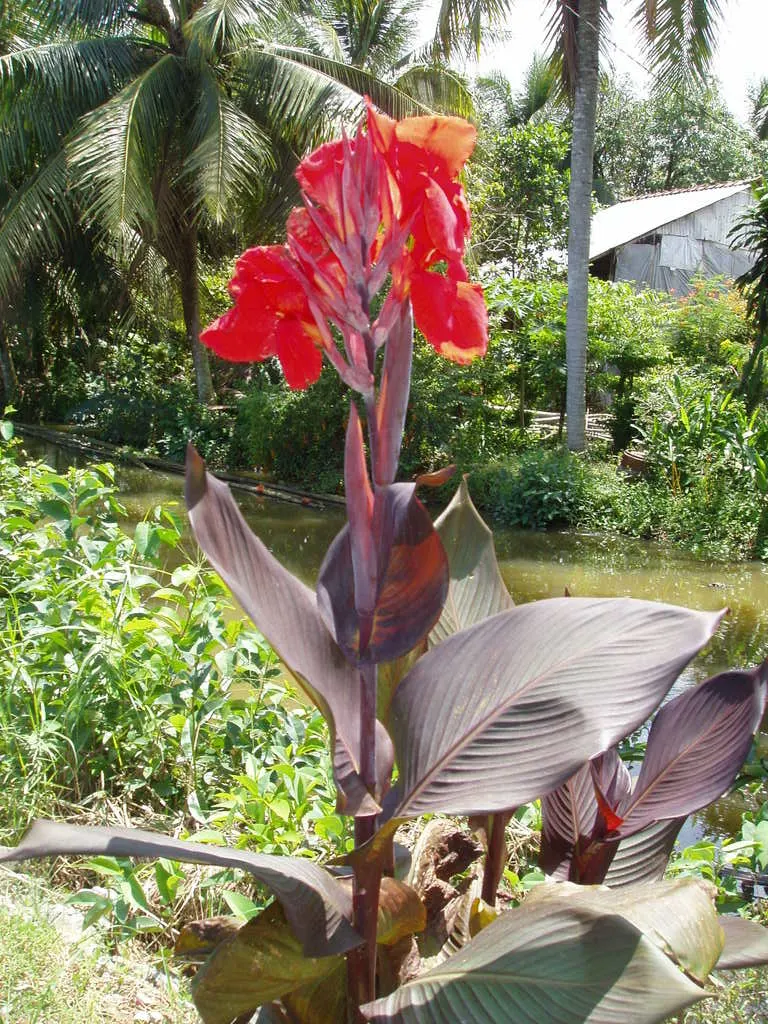Canna (Canna X Generalis) — is a striking ornamental plant that brings a splash of tropical flair to any landscape design; particularly during dry, image 111