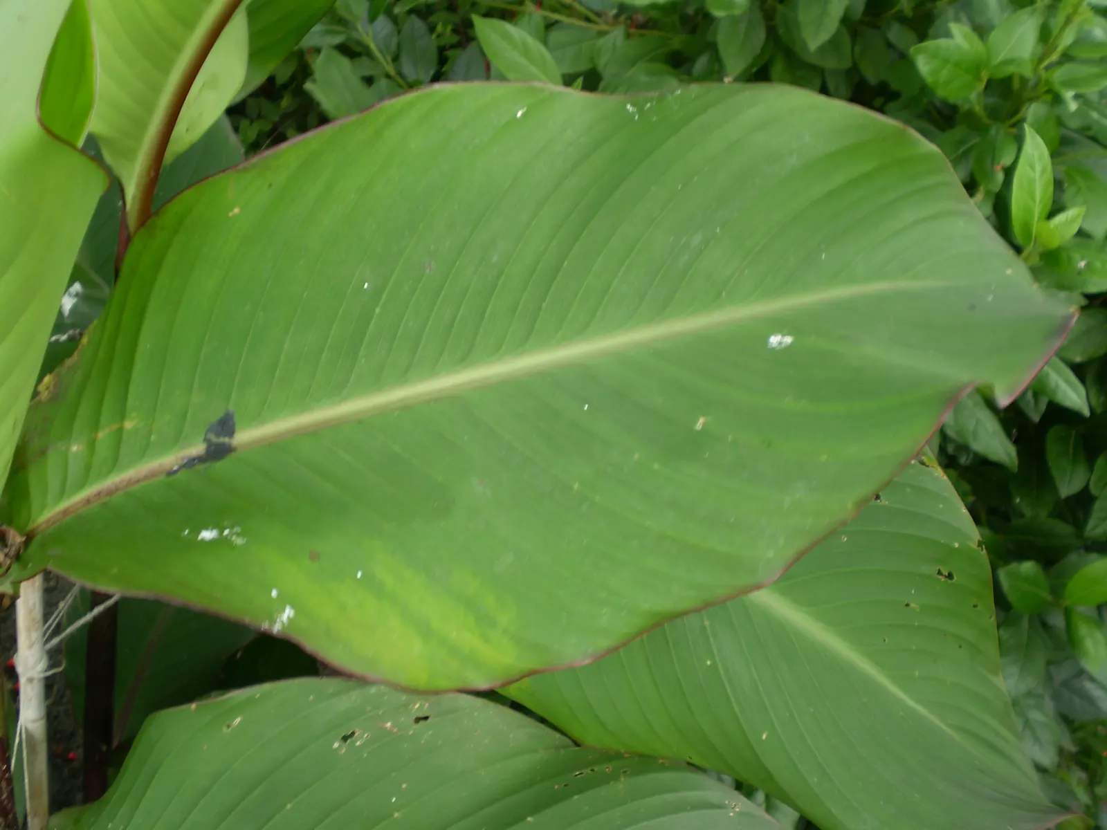 Canna (Canna X Generalis) — They create a dense clump