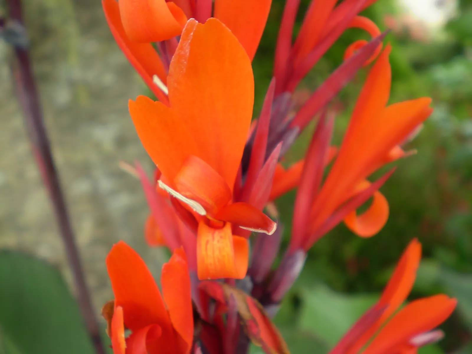 Canna (Canna X Generalis) — These robust perennials thrive in USDA hardiness zones 7 to 10, preferring full sun to partial shade; they require, image 122