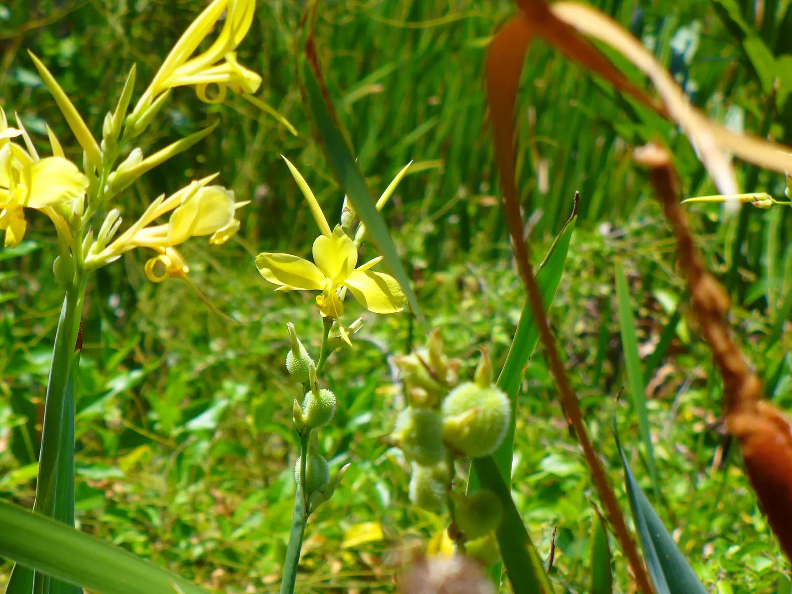 Canna (Canna X Generalis) — each flower intricately spotted or speckled; cannas are perennials in warmer climates and can be overwintered indoors, image 68