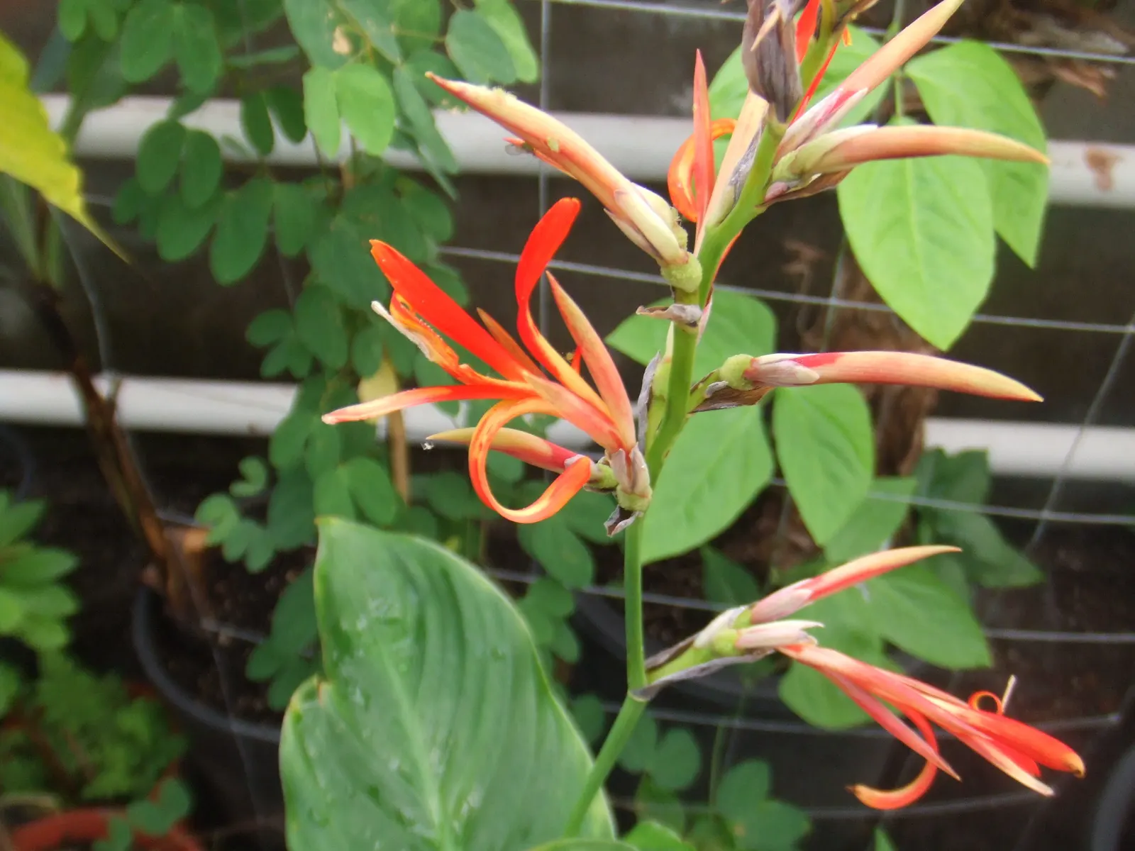 Canna (Canna X Generalis) — The leaves are large and paddle-shaped; commonly referred to as the canna lily, image 87