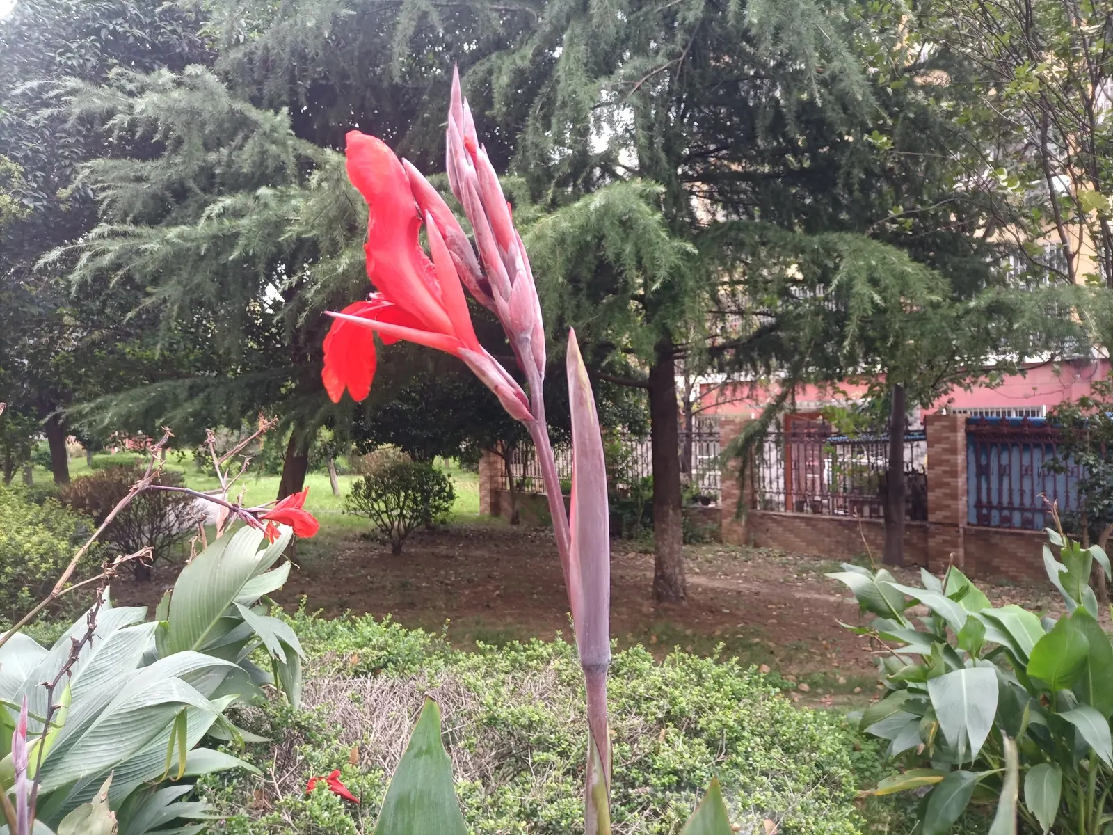 Canna (Canna X Generalis) — often multicolored flowers atop stems ranging 1.5-8 feet high; these robust perennials thrive in USDA hardiness zones 7, image 133