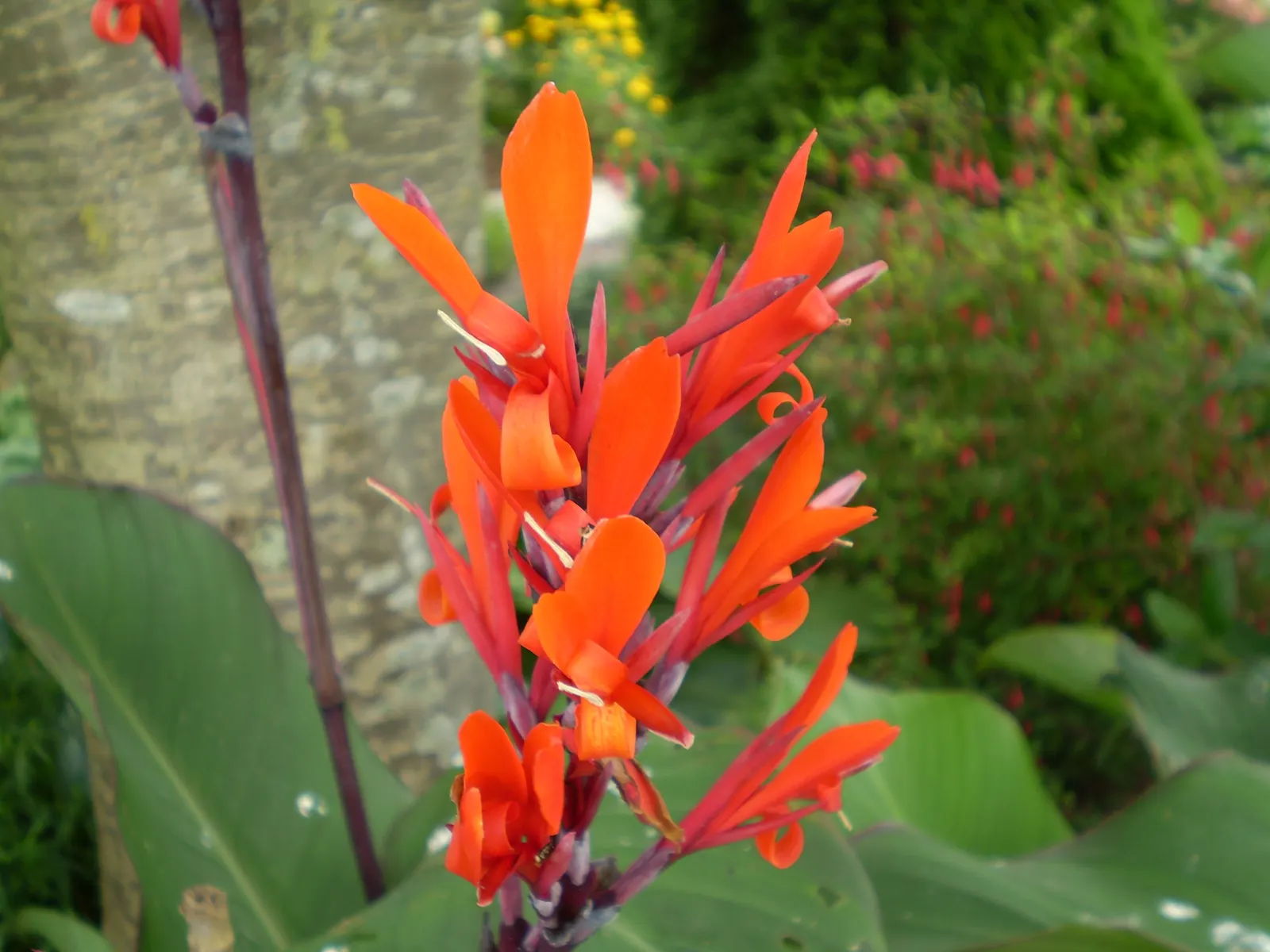 Canna (Canna X Generalis) — the Canna produces blossoms in a palette of red; red flowers in the garden, image 67