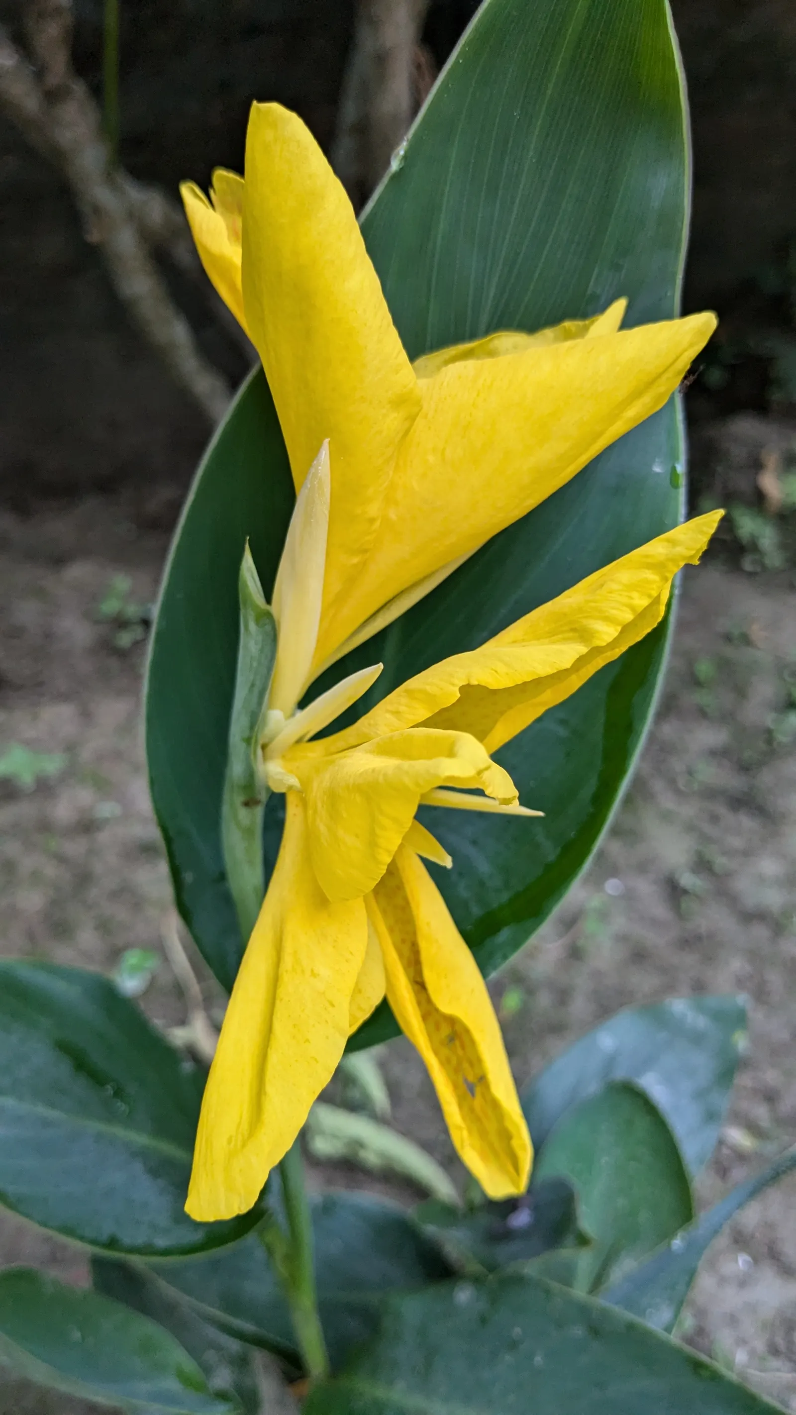 Canna (Canna X Generalis) — Their vibrant presence ideally suits borders; typically reaching heights of 1.5 to 6 feet, image 58