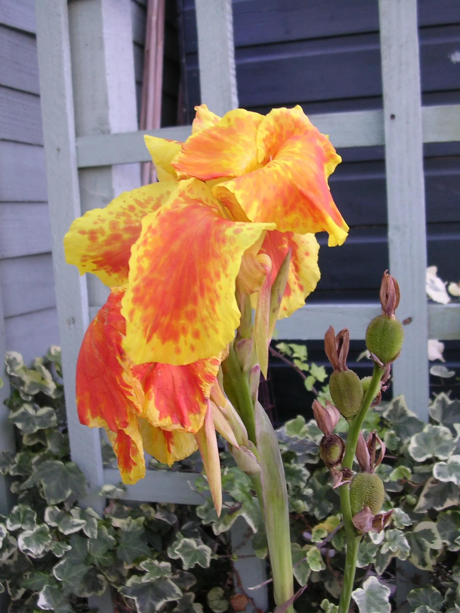 Canna (Canna X Generalis) — benefiting pollinators like hummingbirds and butterflies