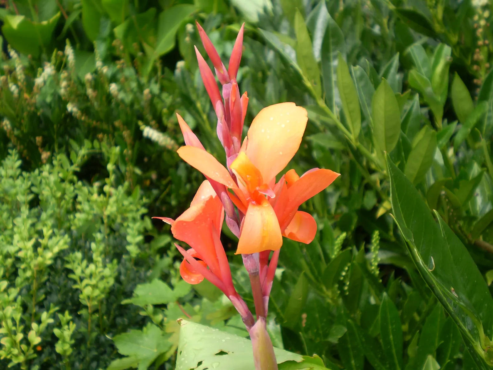 Canna (Canna X Generalis) — They require well-draining soil and benefit from regular watering