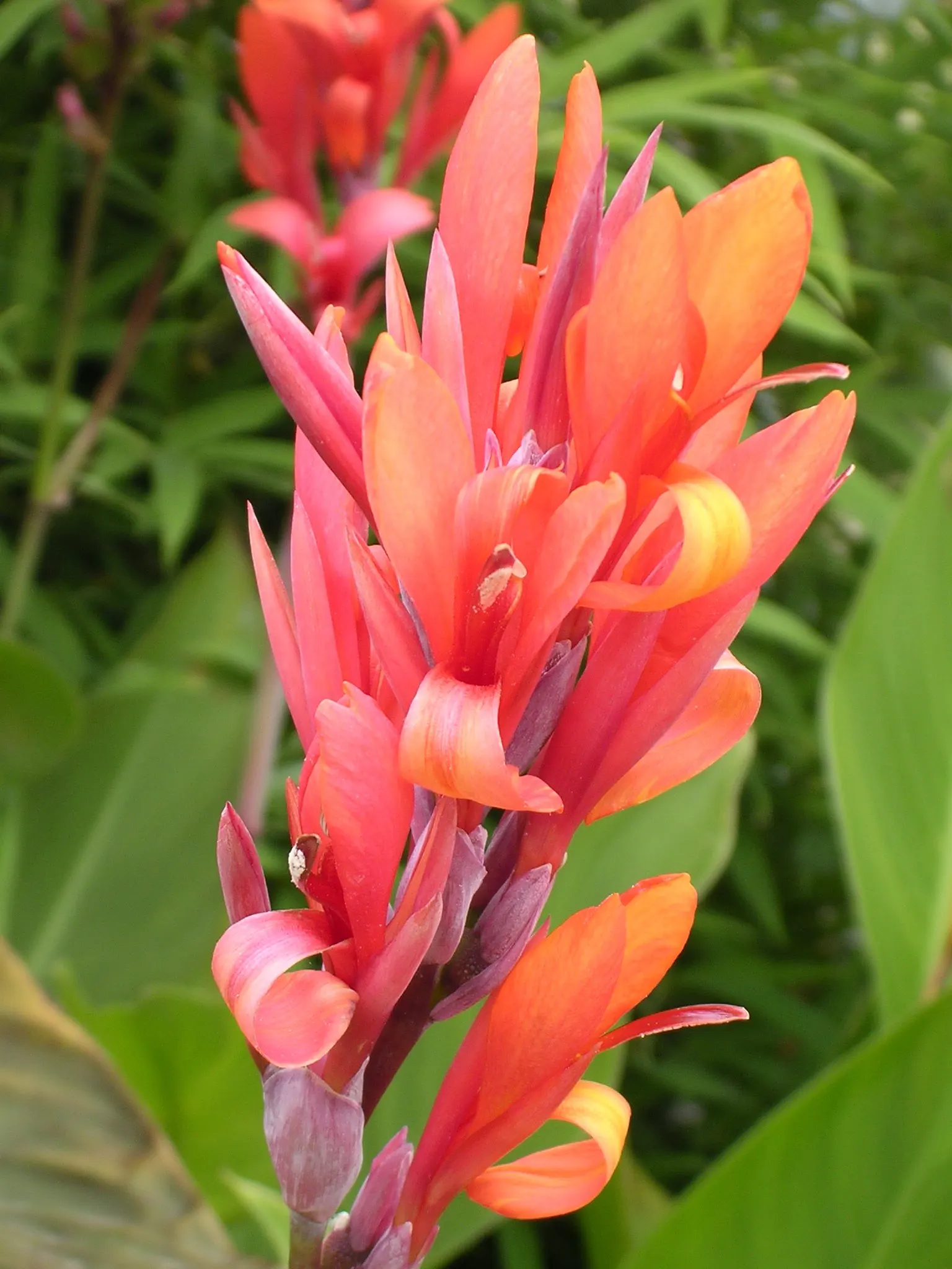 Canna (Canna X Generalis) — particularly during dry spells; is a striking ornamental plant that brings a splash of tropical flair to any landscape design