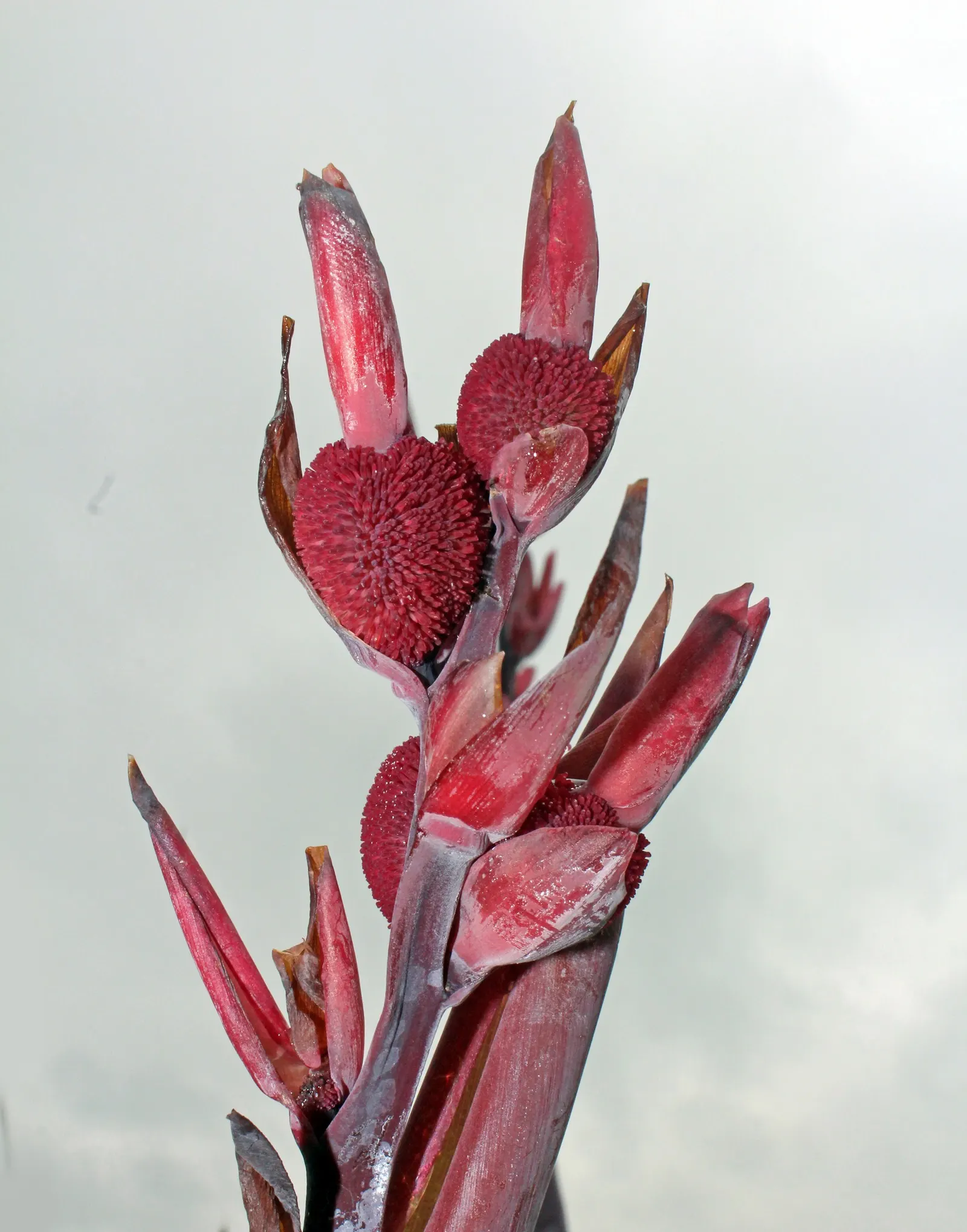 Canna (Canna X Generalis) — Thriving in full sun to partial shade, they require moist, well-drained soil; perennial with red blooms, image 82