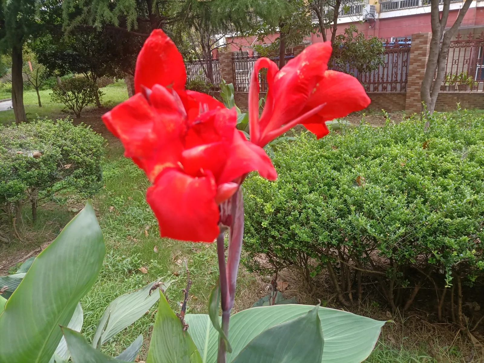 Canna (Canna X Generalis) — perennial for full or half; making them an economical and enduring choice.<br><br>Note: Measurements provided are in imperial units
