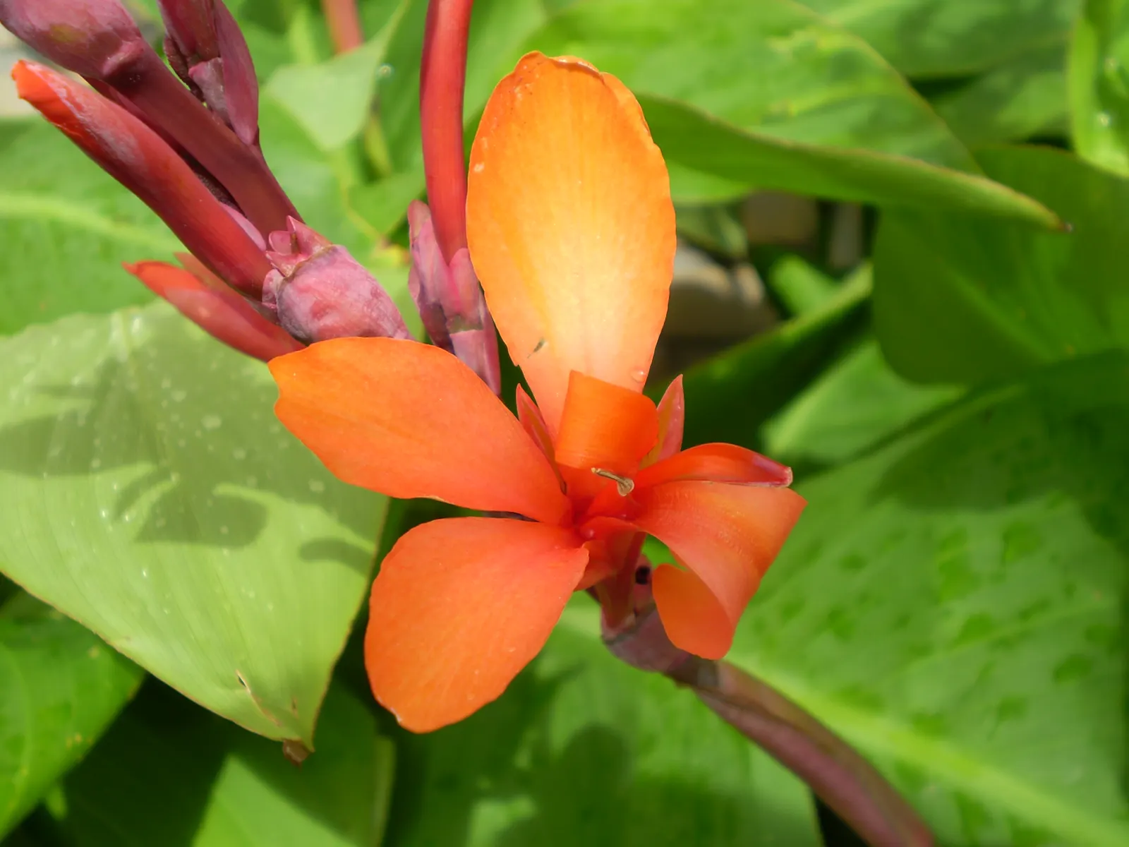 Canna (Canna X Generalis) — They require well-draining soil and benefit from regular watering; perennial for full or half, image 71