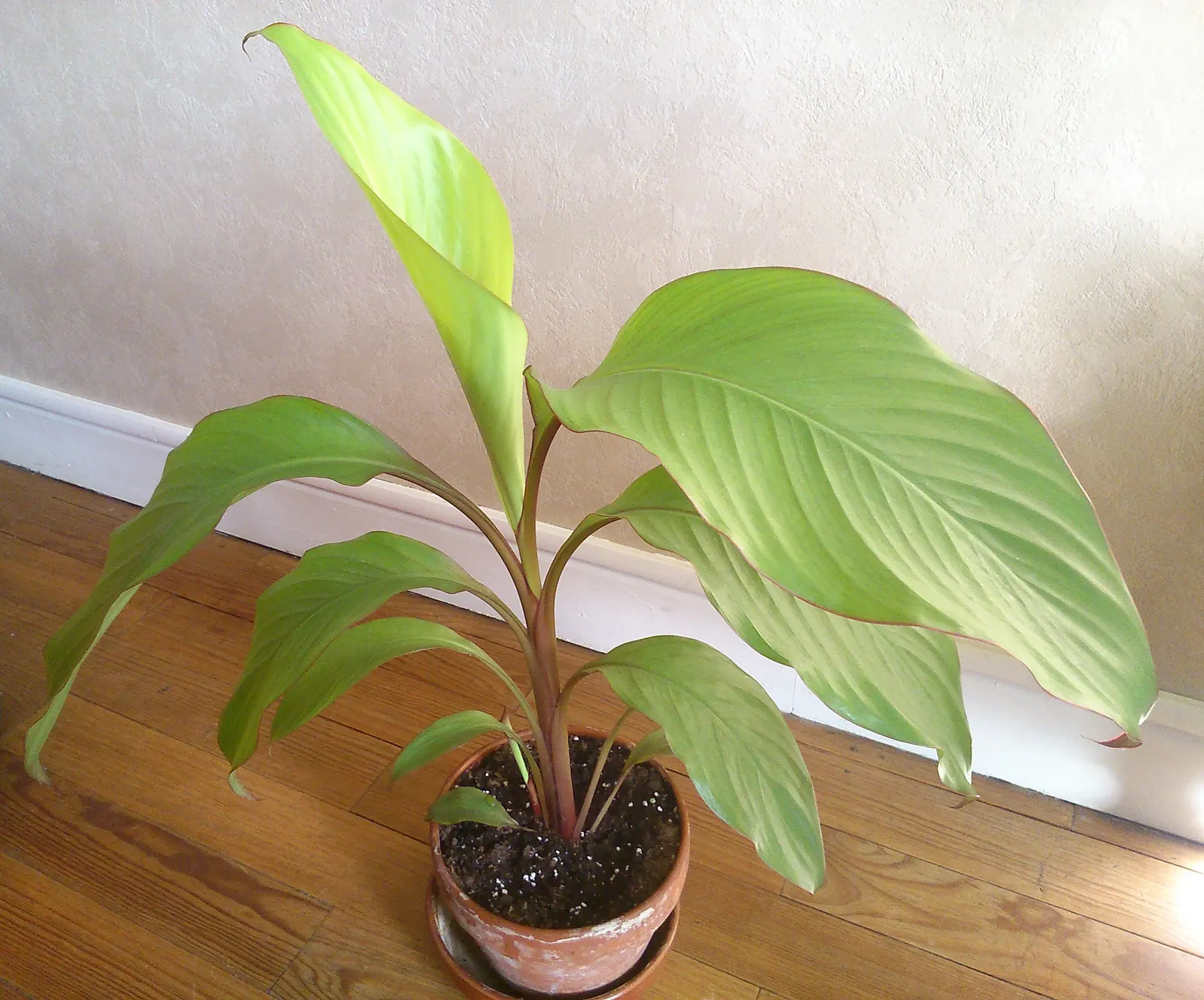 Canna (Canna X Generalis) — benefiting pollinators like hummingbirds and butterflies; they create a dense clump, image 121