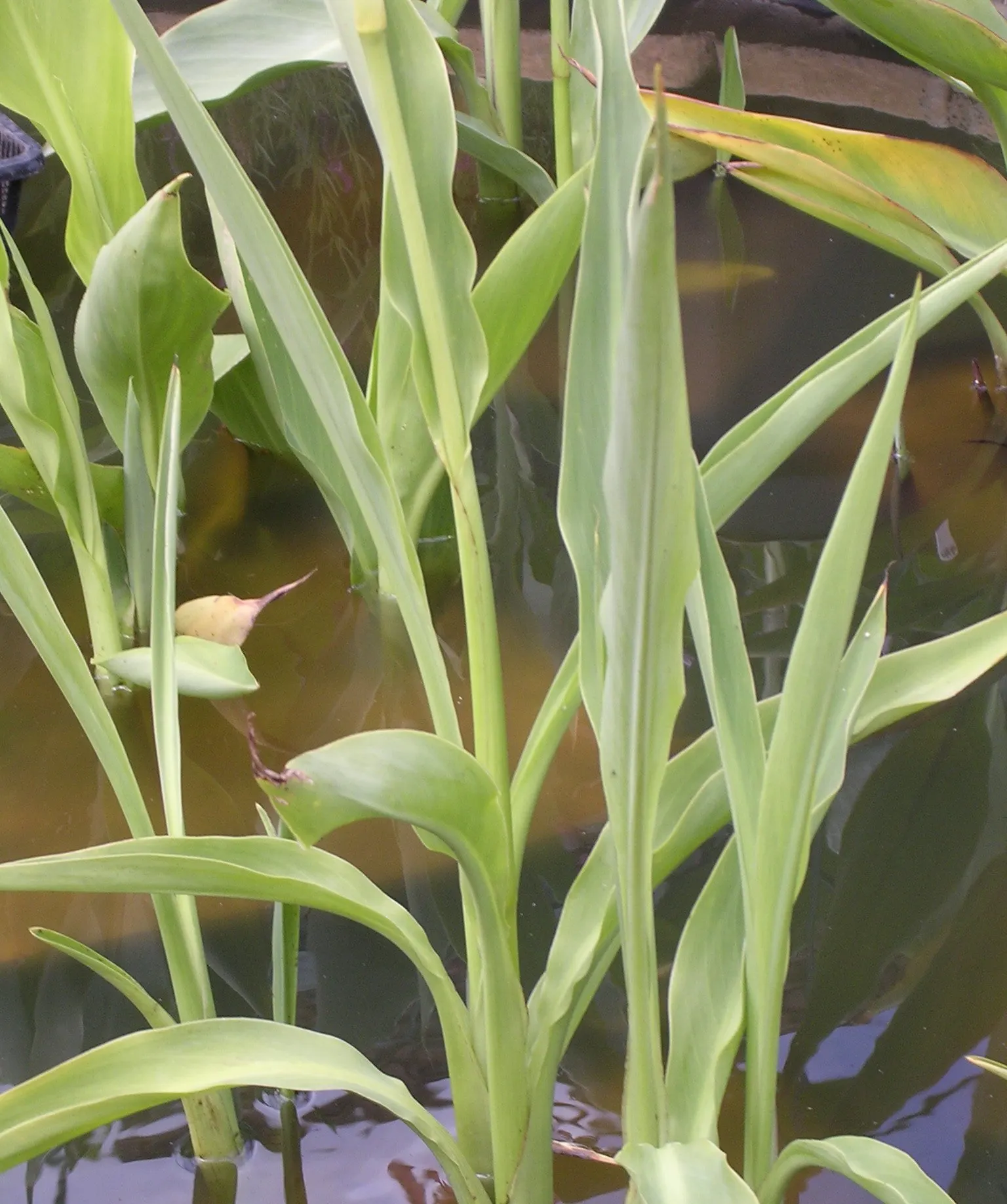 Canna (Canna X Generalis) — commonly referred to as the canna lily