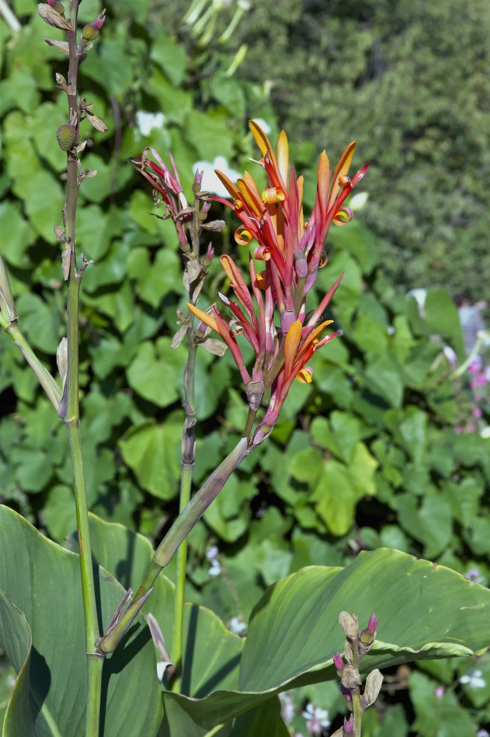 Canna (Canna X Generalis) — Thriving in full sun to partial shade, they require moist, well-drained soil; perennial with red blooms, image 134