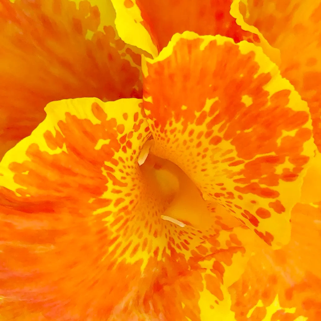 Canna (Canna X Generalis) — tropical foliage and bold; which make them a visual centerpiece in garden beds
