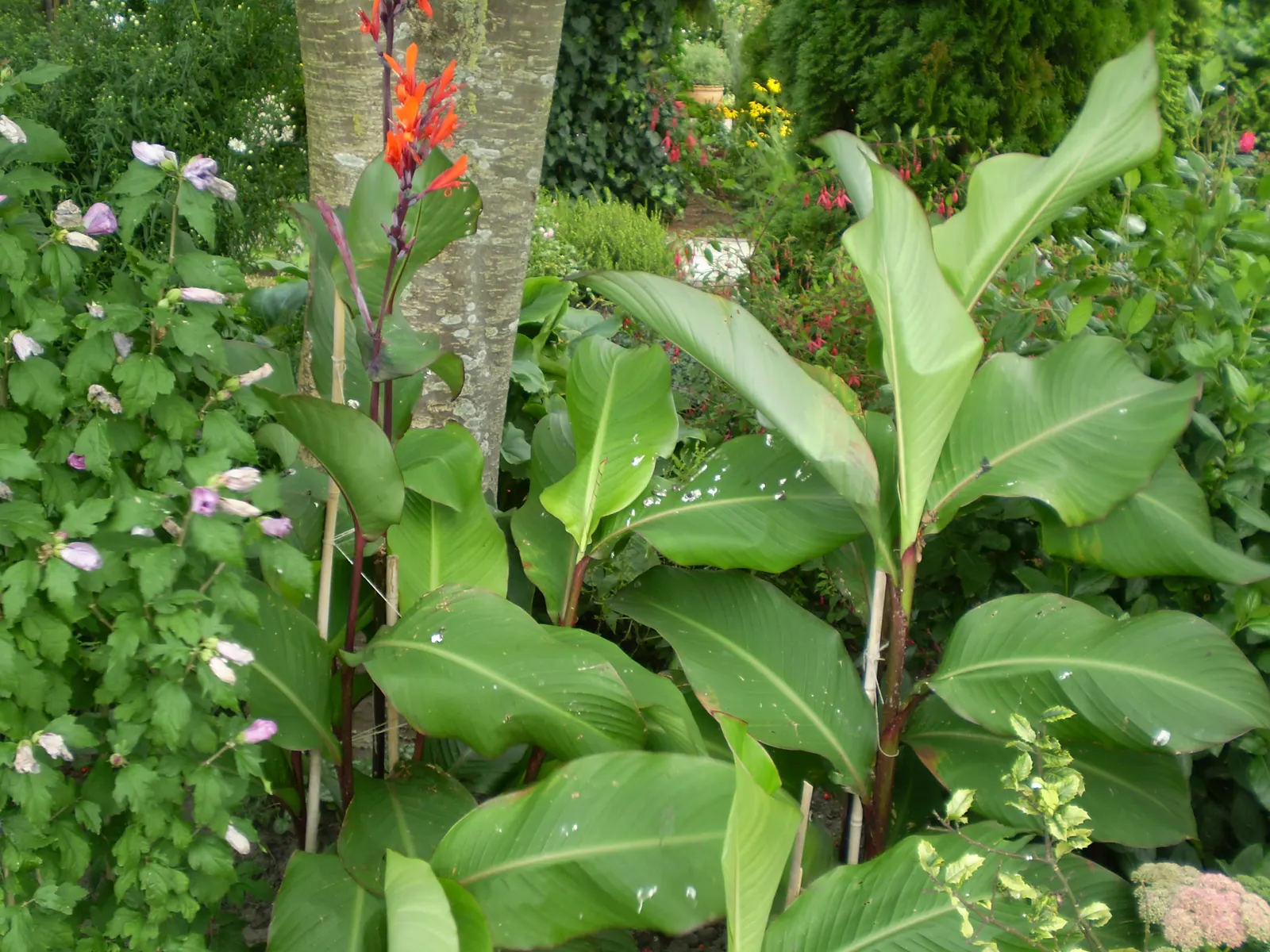 Canna (Canna X Generalis) — They require well-draining soil and benefit from regular watering; perennial for full or half, image 97