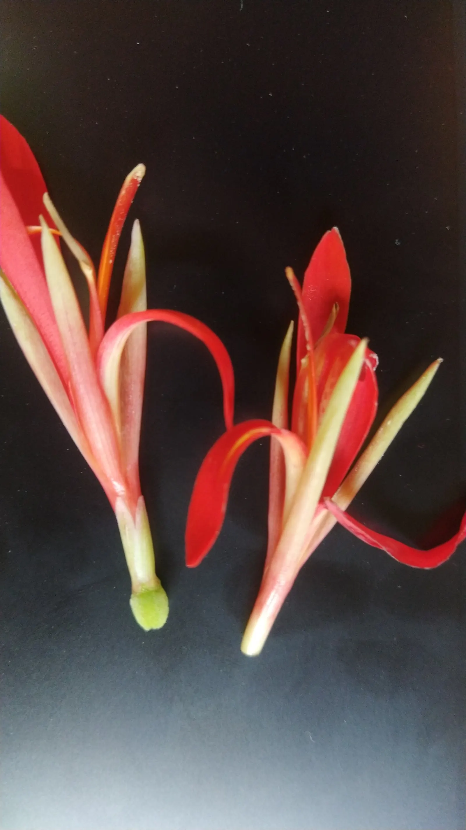Canna (Canna X Generalis) — each flower intricately spotted or speckled; cannas are perennials in warmer climates and can be overwintered indoors, image 94
