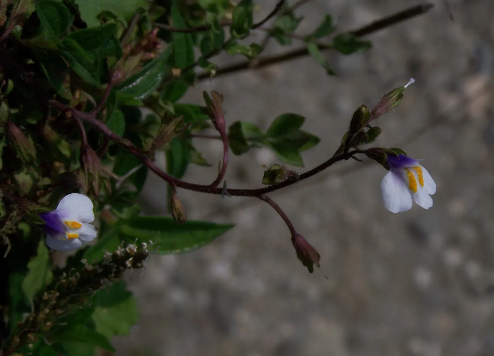 White Mazus (Mazus Reptans 'Alba') — this mat-forming groundcover excels in rock gardens