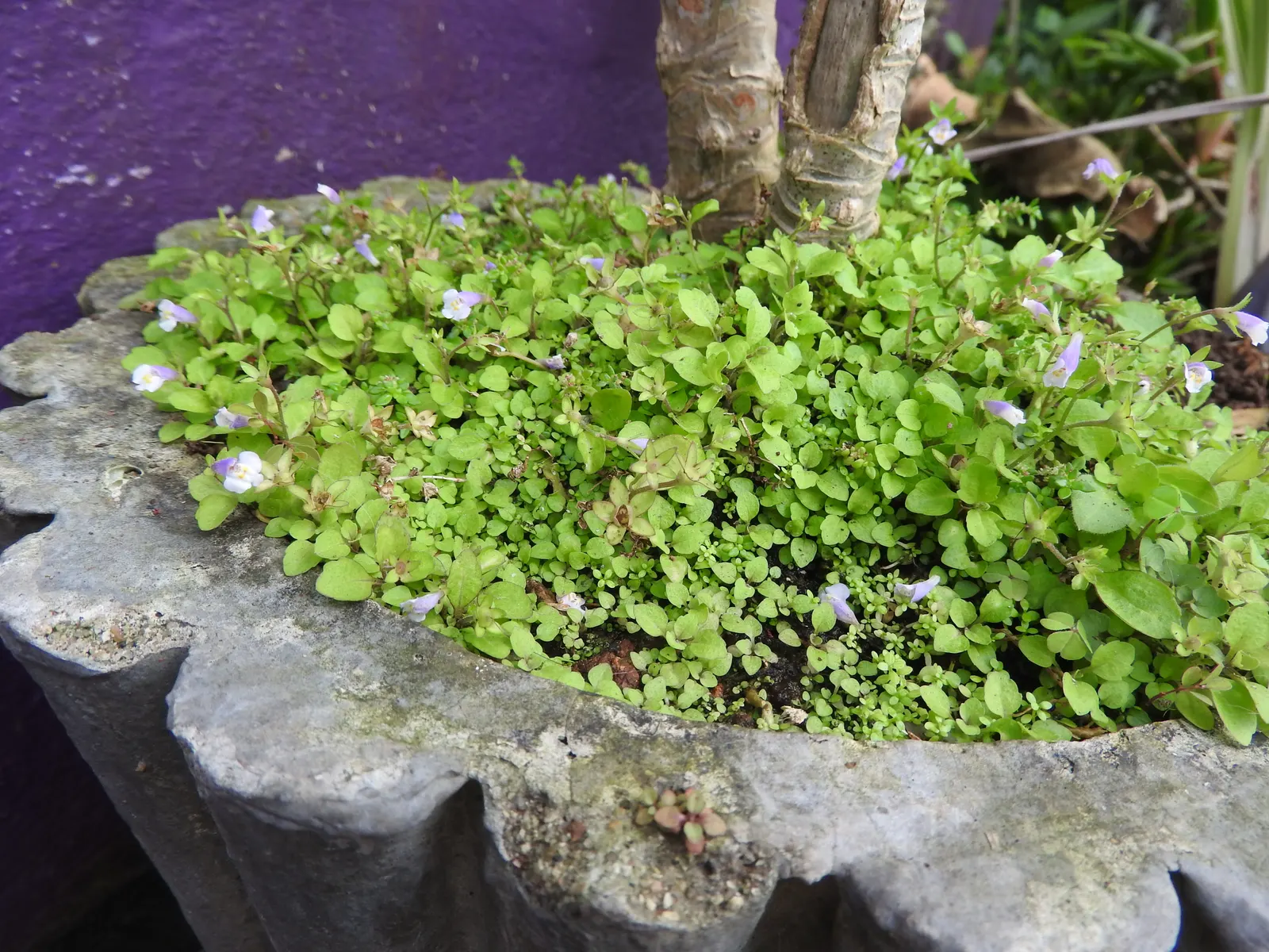 White Mazus (Mazus Reptans 'Alba') — It boasts delicate, white funnel-shaped flowers in late spring to early summer