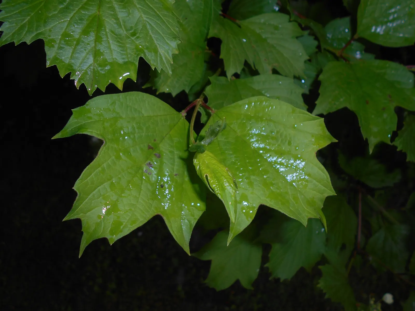 Sargent Viburnum (Viburnum Sargentii) — shrub for full or half; account for its mature dimensions and its ability to create a substantial presence in the
