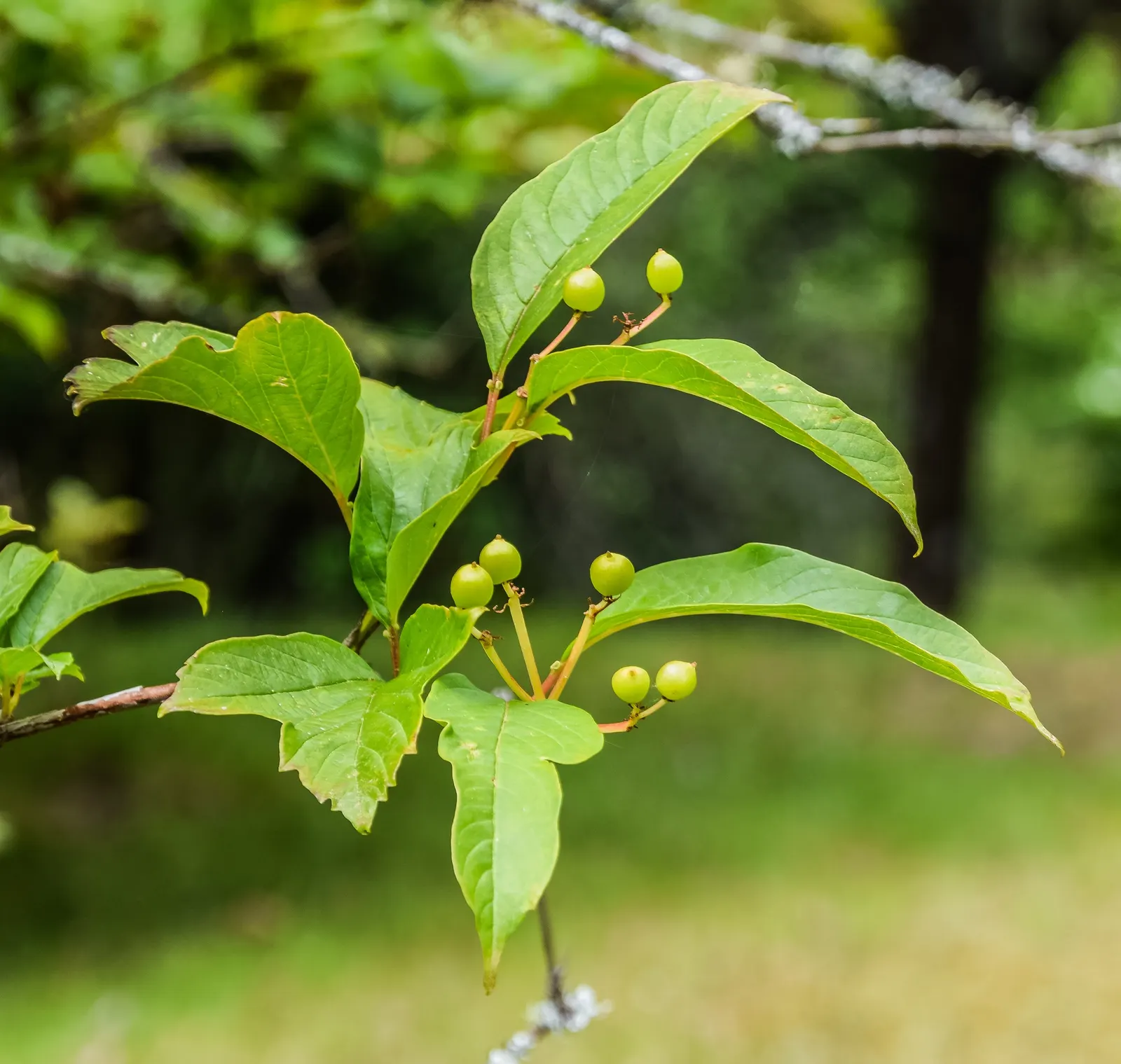 Sargent Viburnum (Viburnum Sargentii) — These are highly attractive to pollinators and are followed by bright red fruit that matures to black