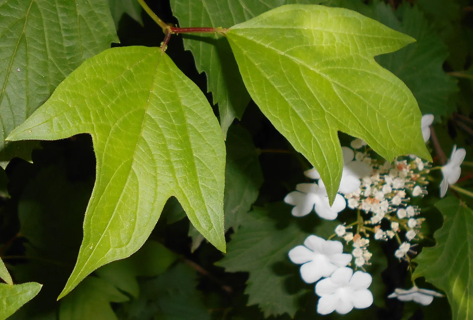 Sargent Viburnum (Viburnum Sargentii) — This adaptable plant prefers full sun to partial shade, and well-drained soils; when designing with this, image 47