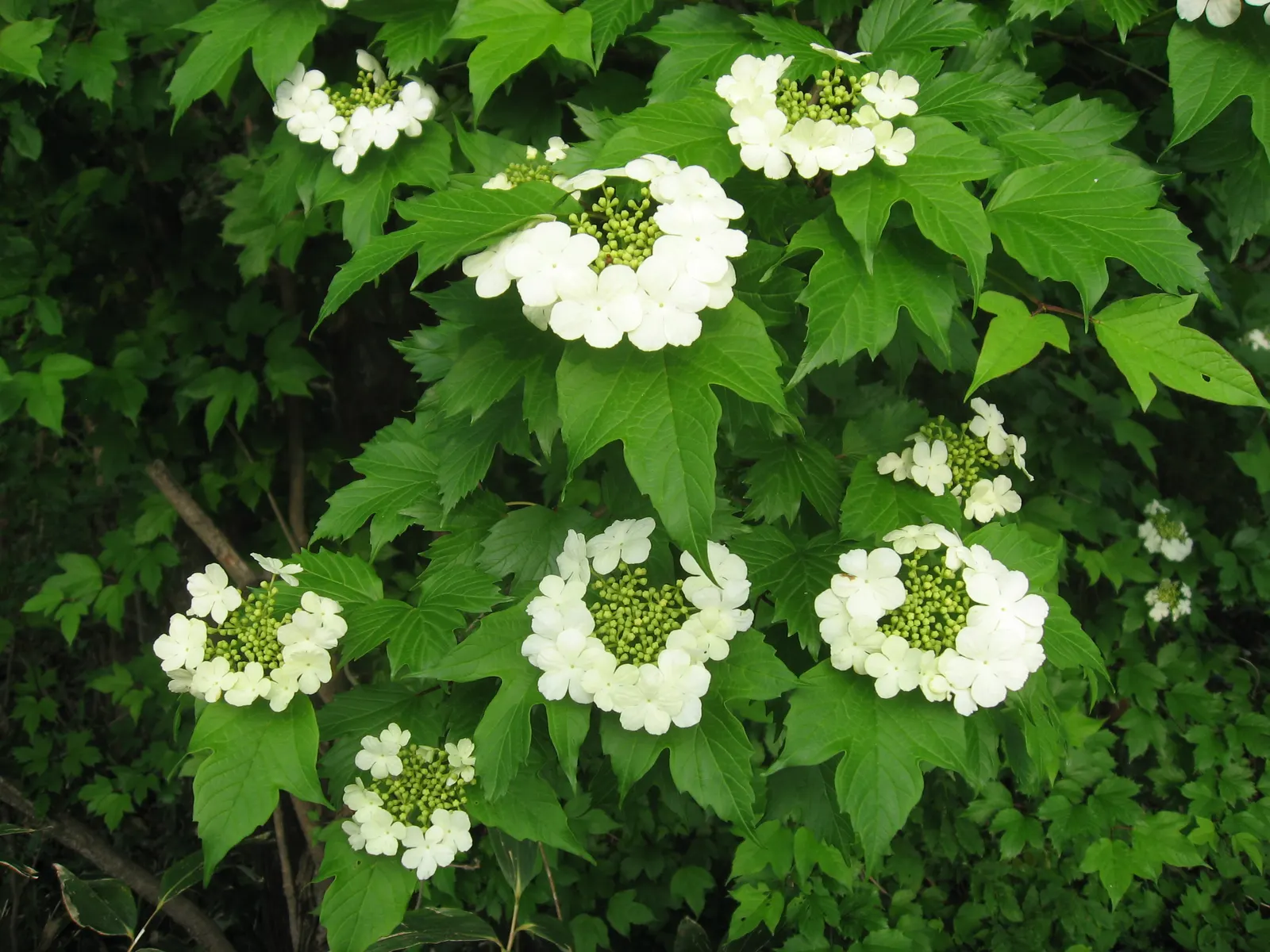 Sargent Viburnum (Viburnum Sargentii) — These are highly attractive to pollinators and are followed by bright red fruit that matures to black; flat-topped