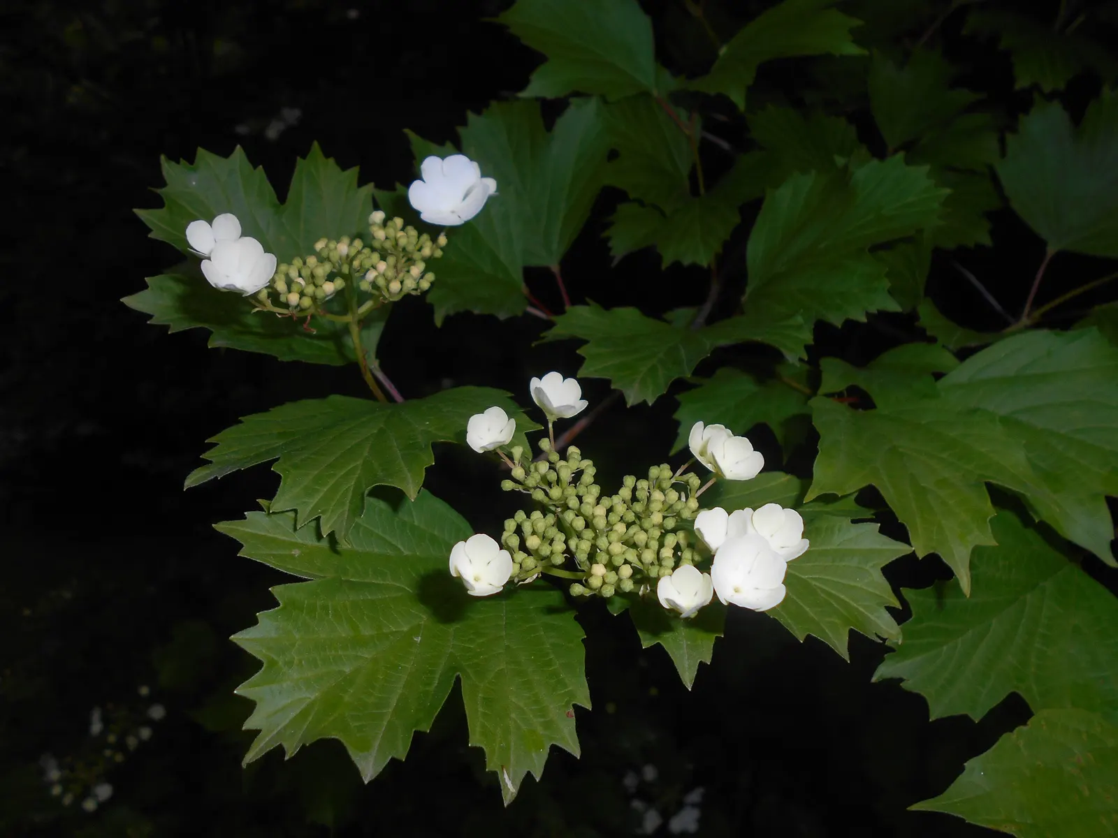 Sargent Viburnum (Viburnum Sargentii) — Space plants 5-6 feet apart to allow for mature growth