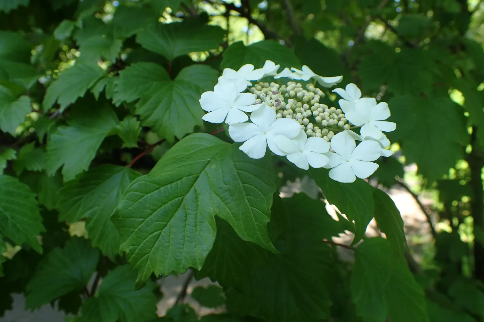 Sargent Viburnum (Viburnum Sargentii) — shrub with white blooms; ovate leaves that span approximately 2 to 4 inches in length