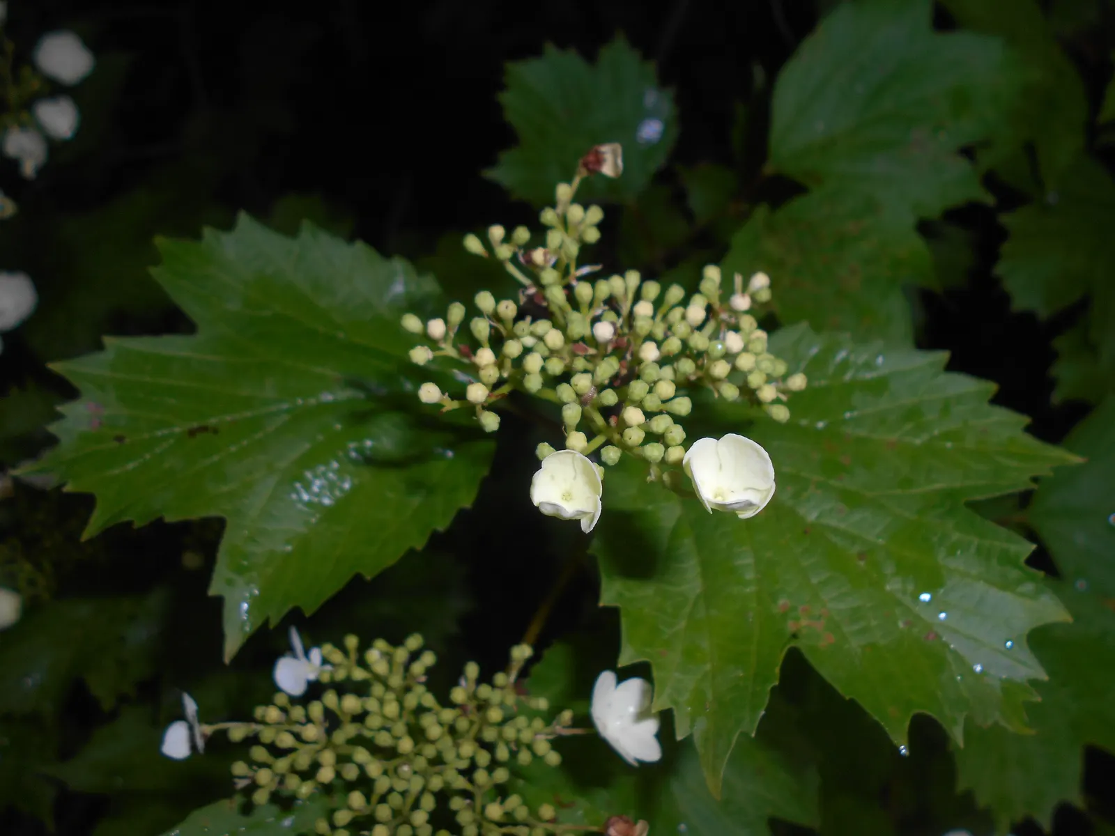 Sargent Viburnum (Viburnum Sargentii) — making it an excellent choice for use as a hedge; originating from northeastern Asia