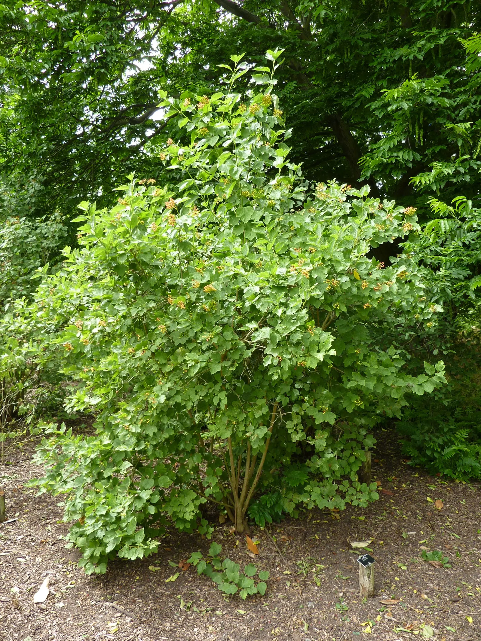 Sargent Viburnum (Viburnum Sargentii) — The Sargent Viburnum (Viburnum sargentii) presents a noteworthy addition to any garden design; it thrives in