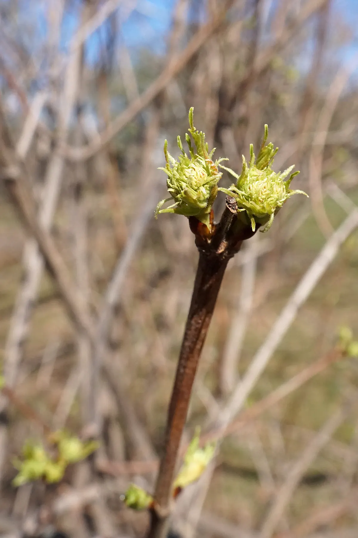Sargent Viburnum (Viburnum Sargentii) — originating from northeastern Asia; is celebrated for its robust growth habit and generous size