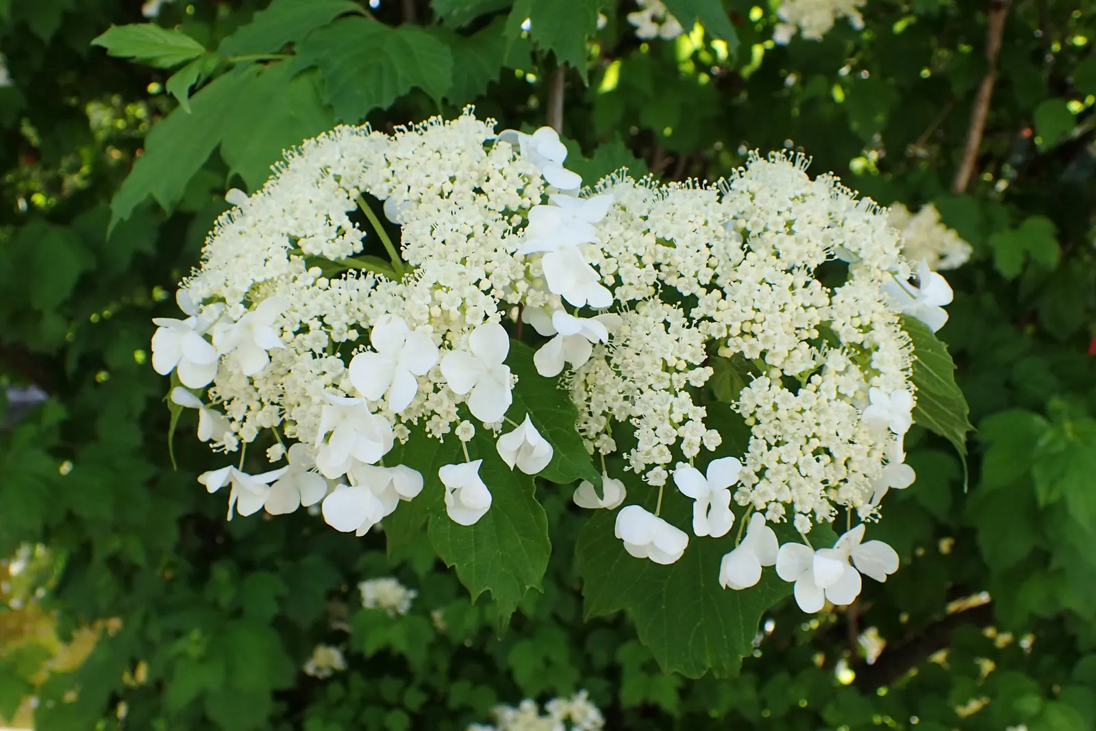Sargent Viburnum (Viburnum Sargentii) — offering food for birds.<br><br>Given its size and seasonal interest; shrub with white blooms