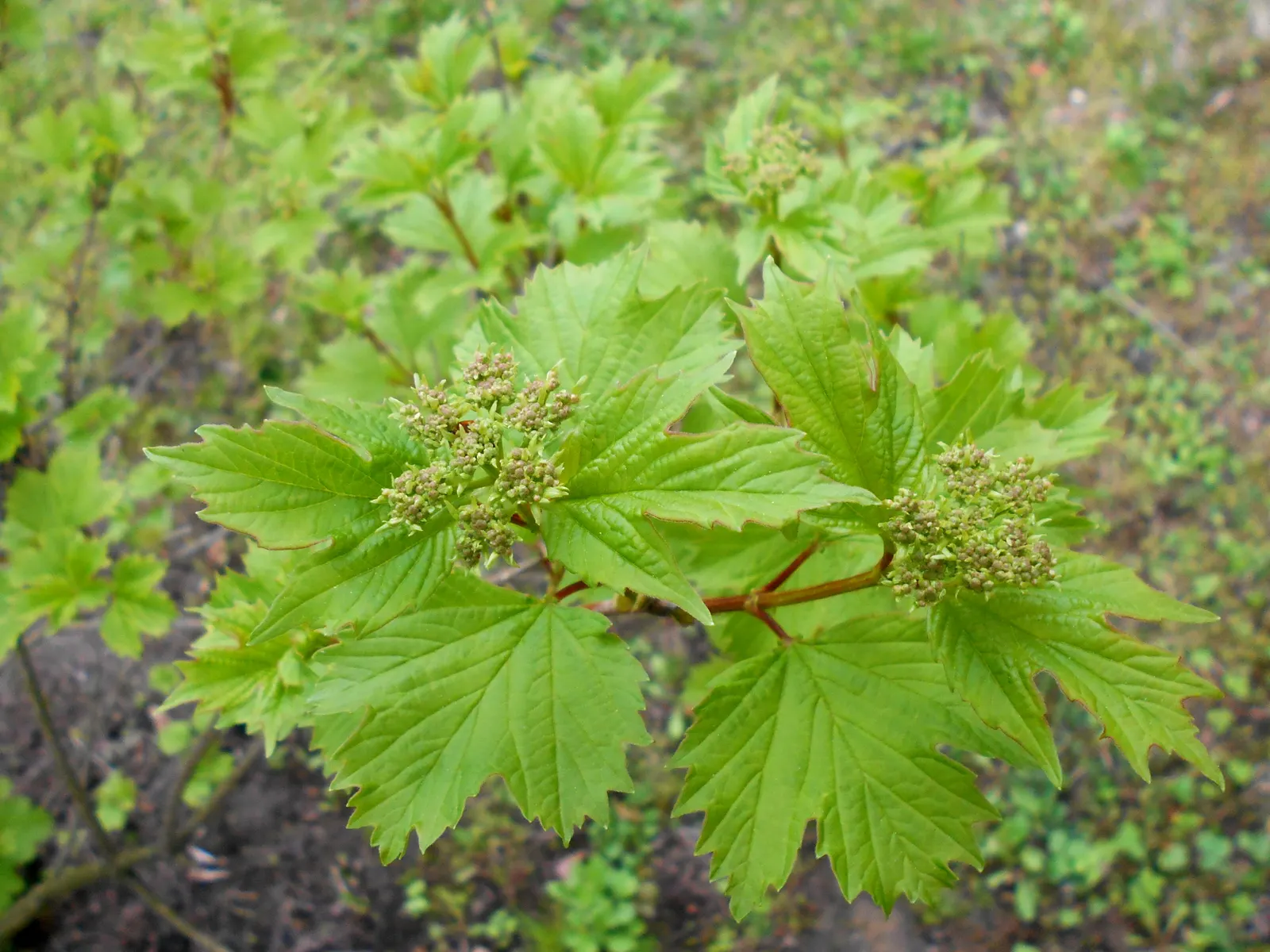 Sargent Viburnum (Viburnum Sargentii) — making it an excellent choice for use as a hedge