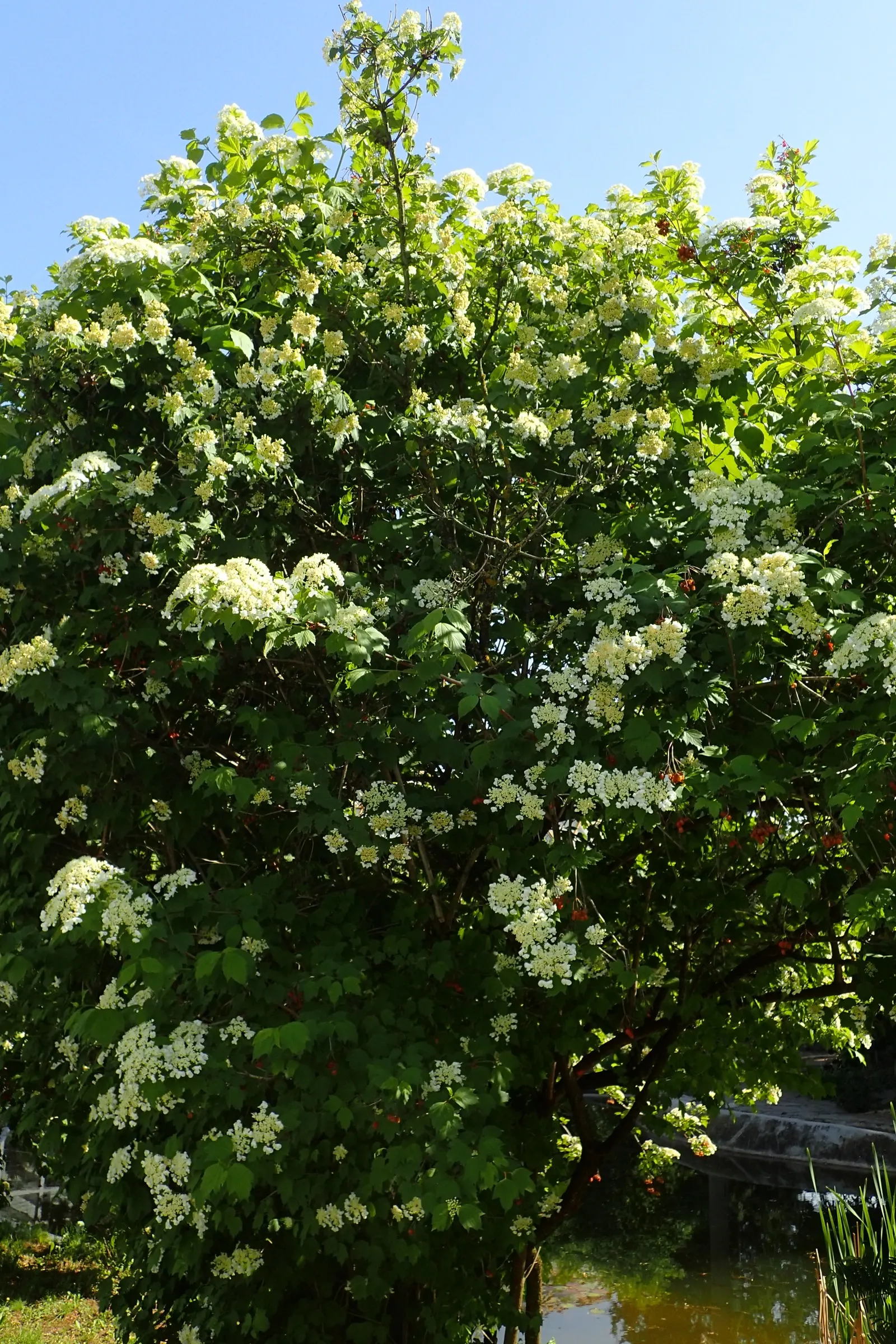 Sargent Viburnum (Viburnum Sargentii) — When designing with this shrub
